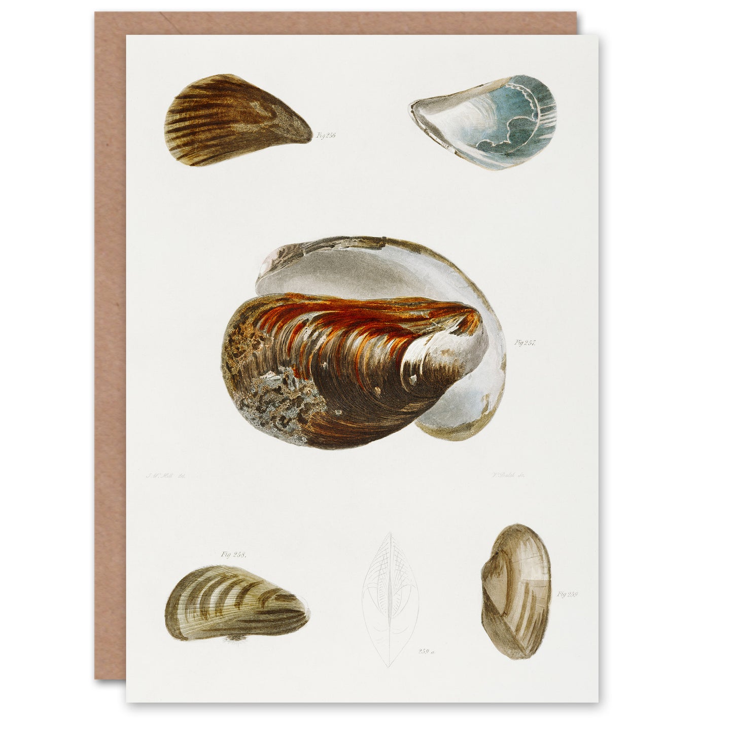 James De Kay Different Types of Mussel Seashells Art Greeting Card