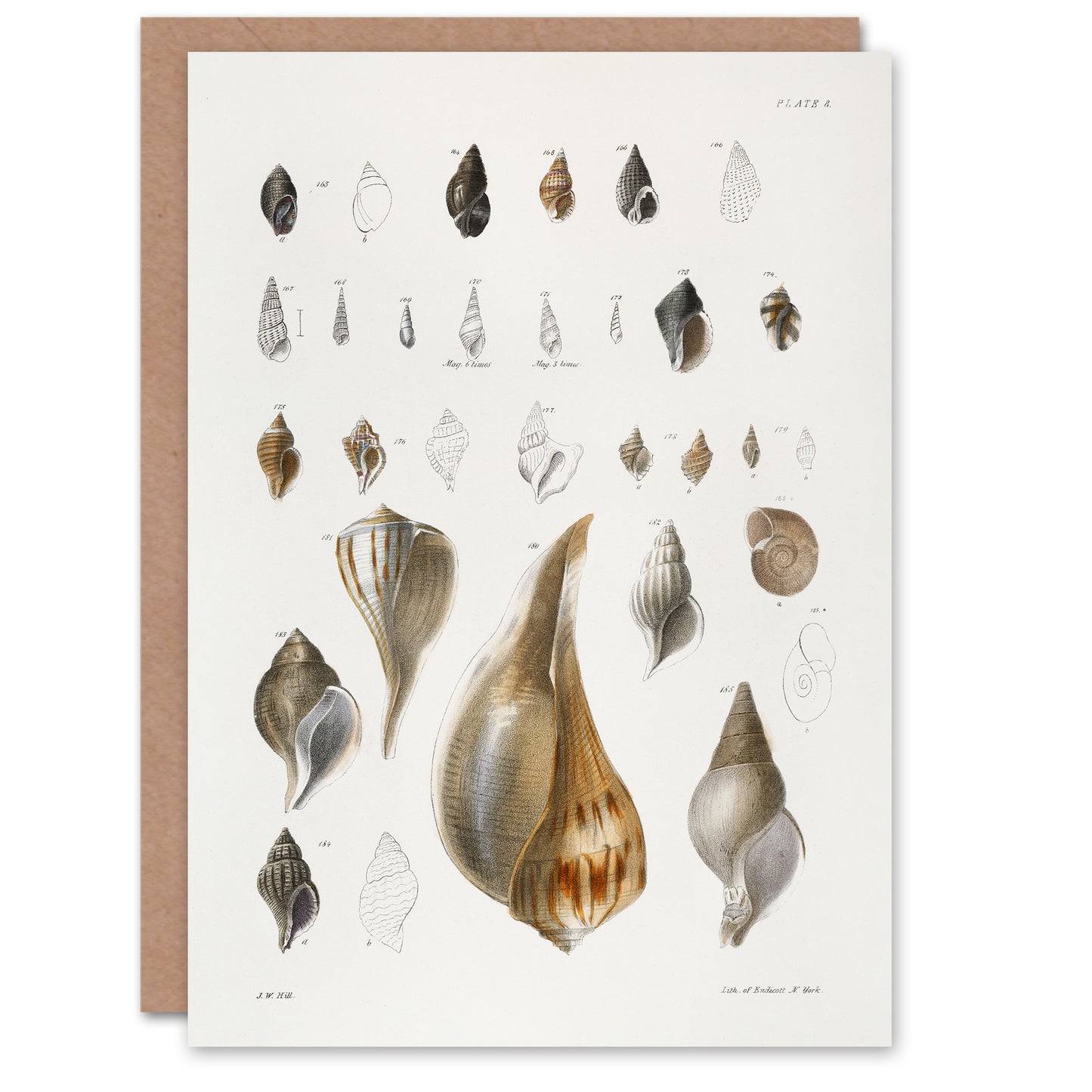James De Kay Different Types of Sea Shells Art Greeting Card