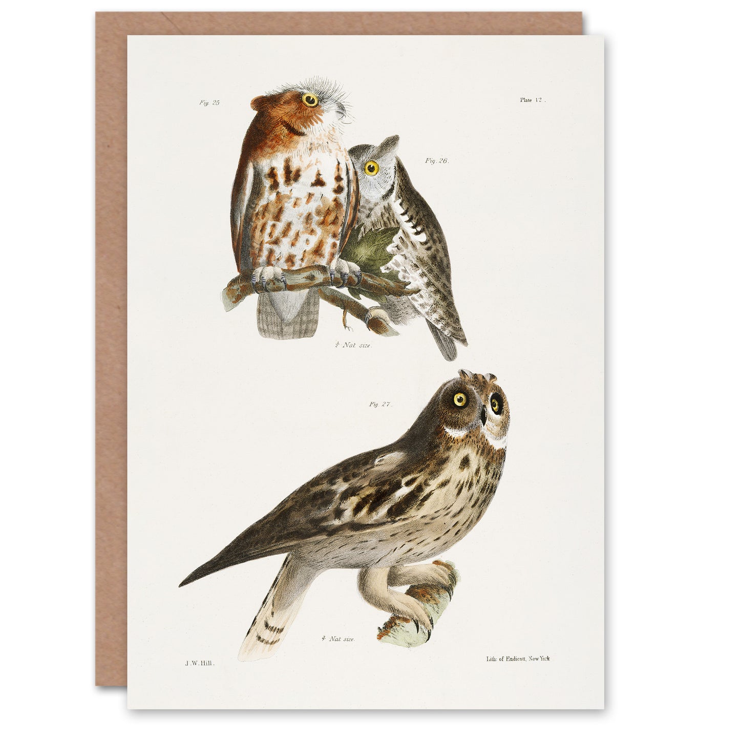 James De Kay Little Screech and Short Eared Owl Art Greeting Card