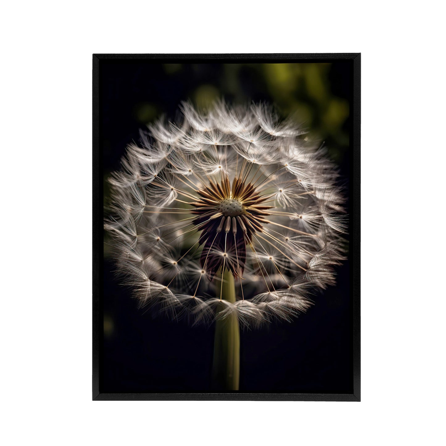 Dandelion Flower Pappus Macro Black Framed Canvas Wall Art Print