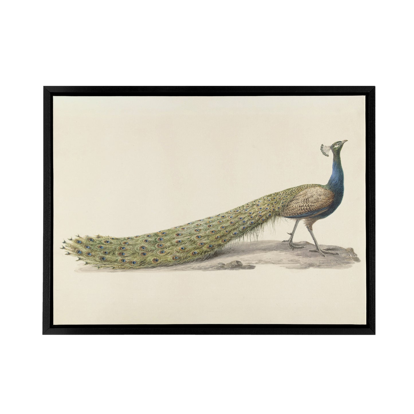 Pieter Pietersz Barbiers Blue Peacock Black Framed Canvas Wall Art Print