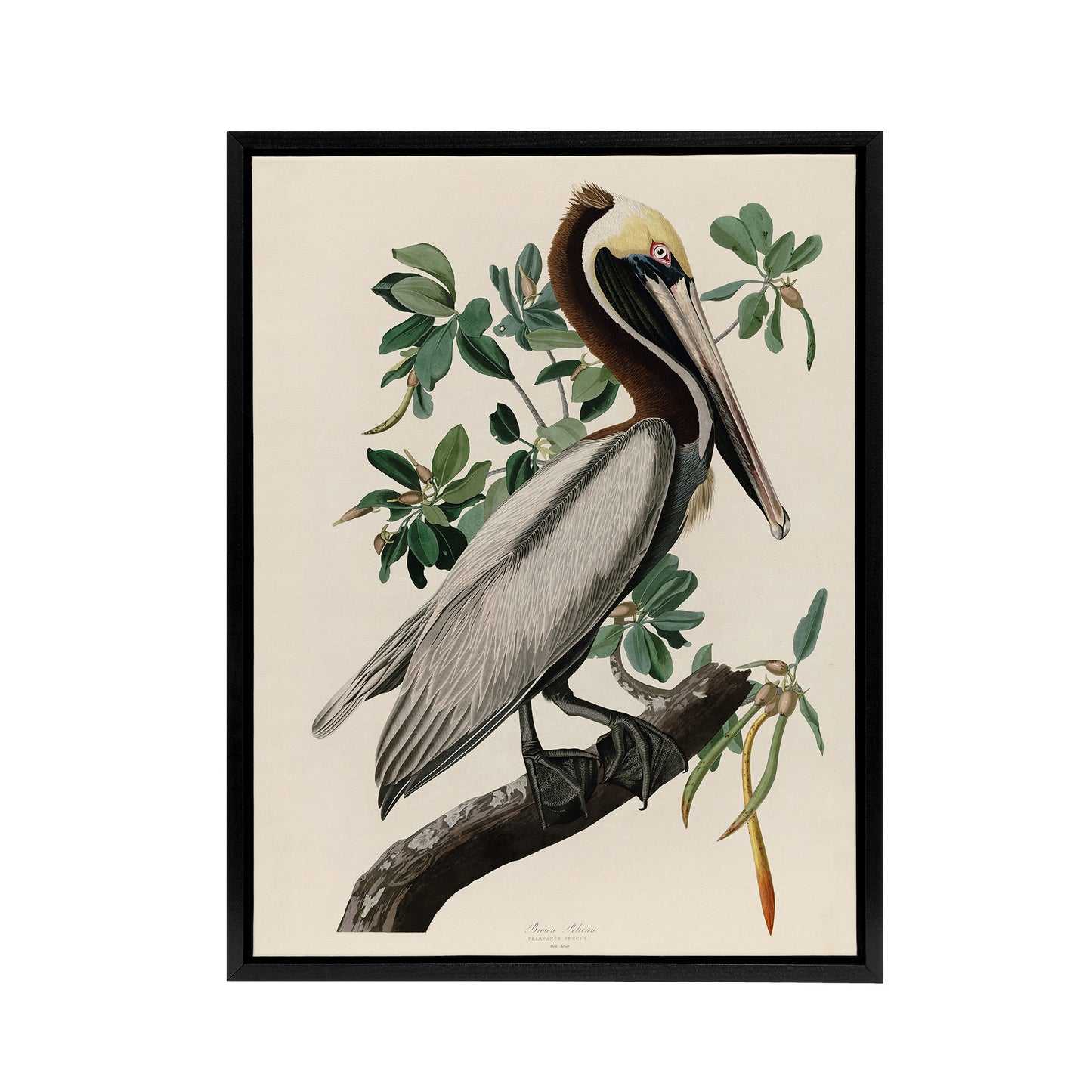 Audubon Birds Of America Pelican Black Framed Canvas Wall Art Print