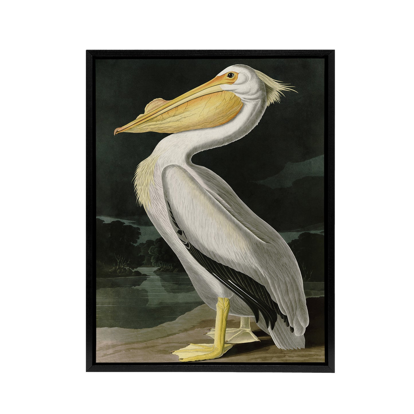 Audubon Birds White Pelican Painting Black Framed Canvas Wall Art Print