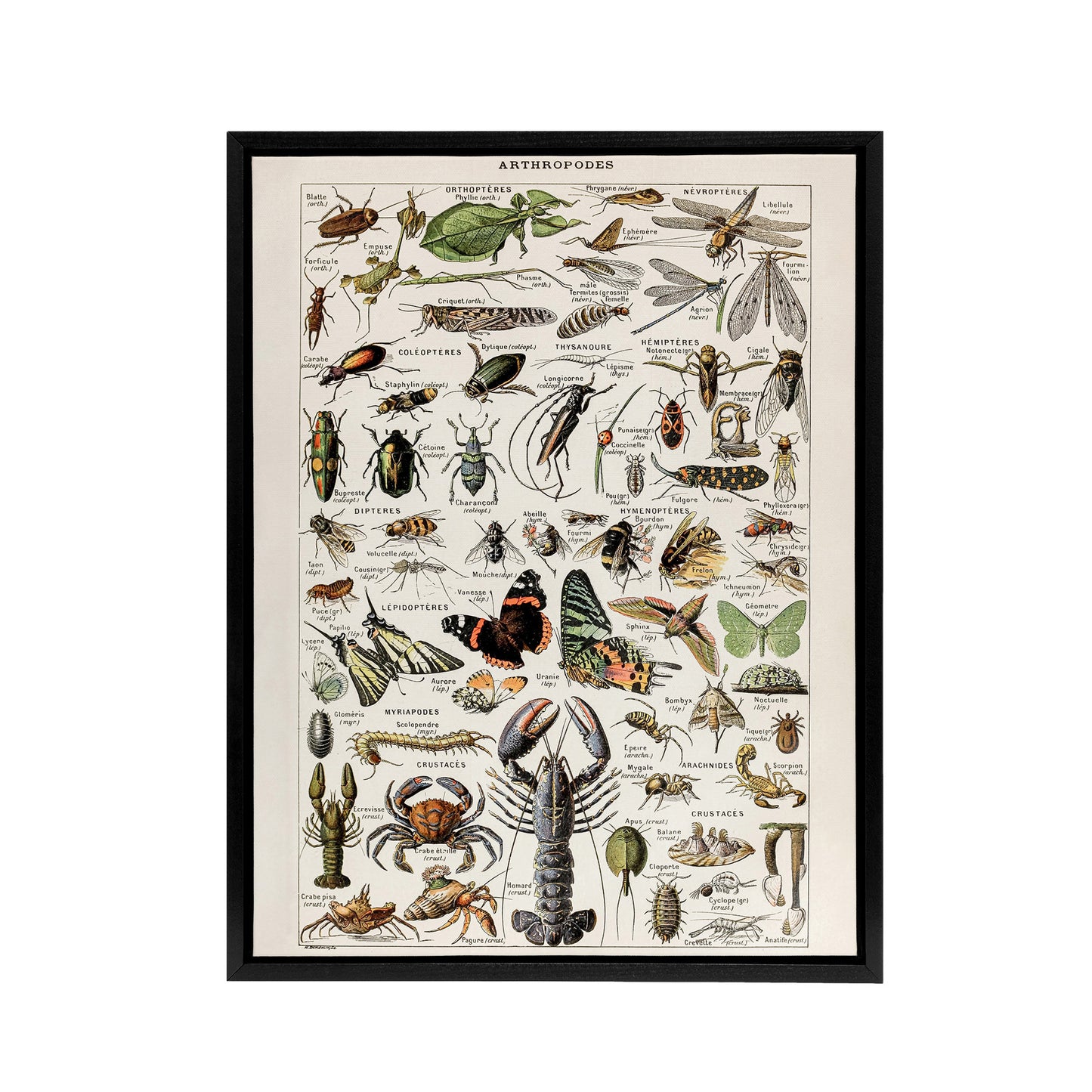 Millot Encyclopedia Arthropods Black Framed Canvas Wall Art Print