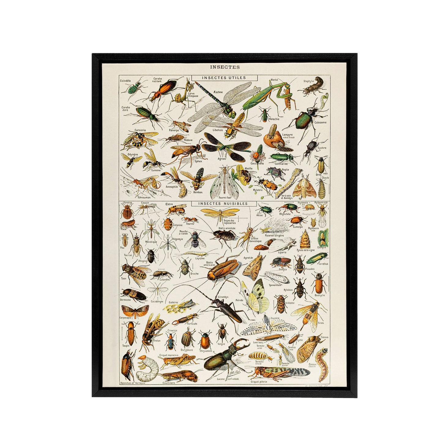 Millot Encyclopedia Page Dragonfly Insects Black Framed Canvas Art Print