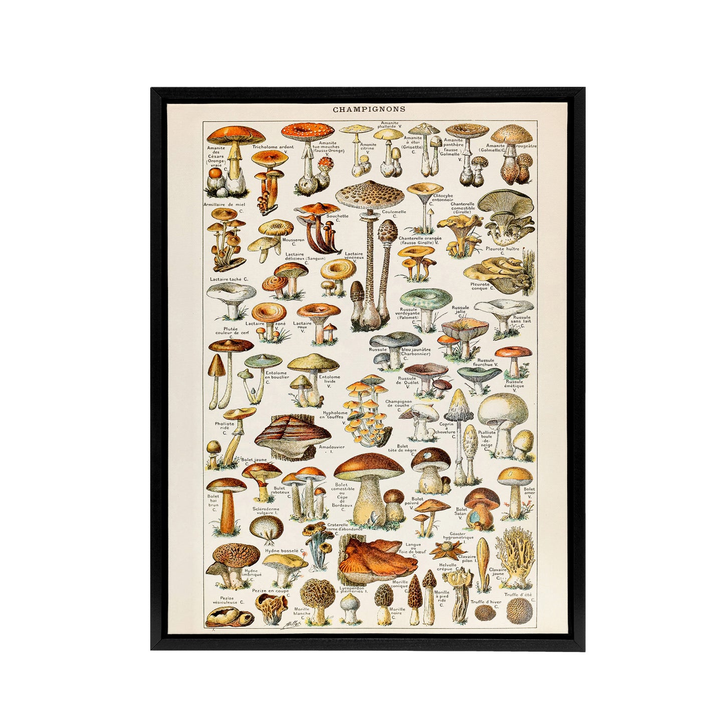 Millot Encyclopedia Page Mushroom Fungus Black Framed Canvas Art Print