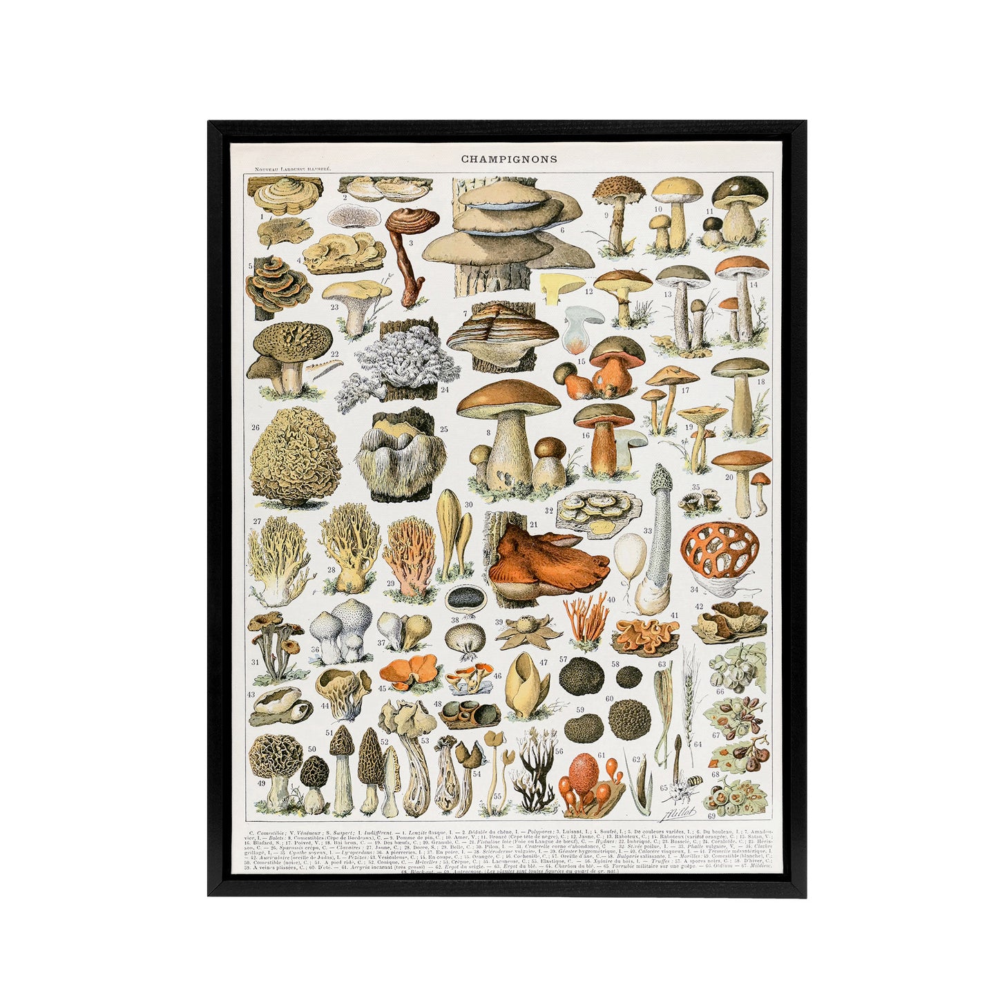 Millot Encyclopedia Page Mushroom Varieties Black Framed Canvas Art Print