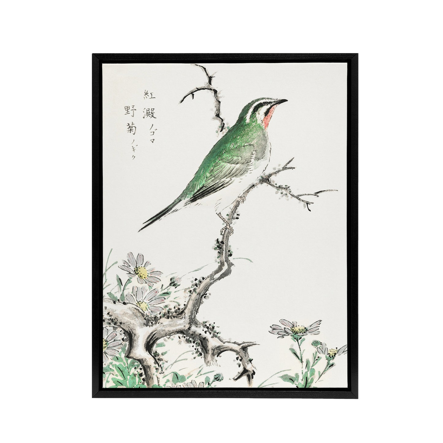 Ruby Throat Bird and Wild Camomile Framed Canvas Wall Art Print Kashu