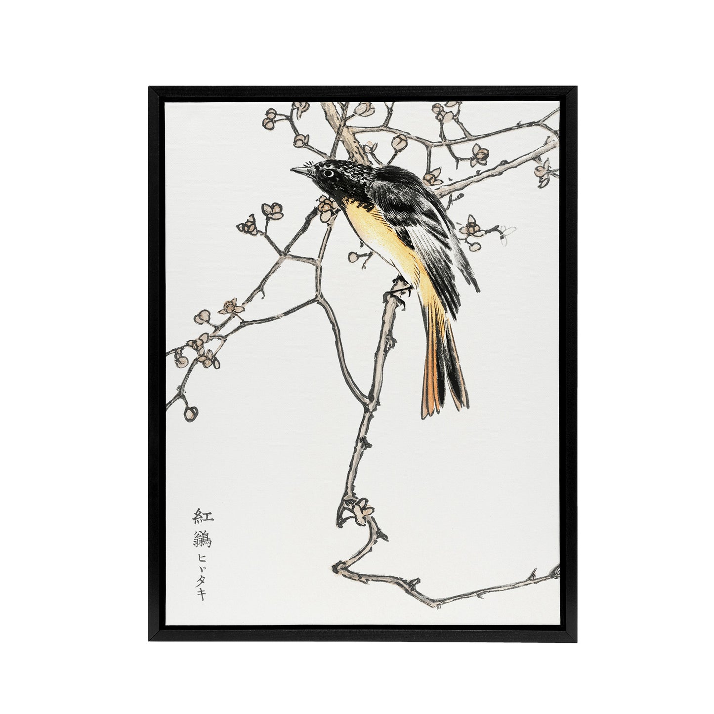 Siberian Blue Tail Bird Japanese Framed Canvas Wall Art Print Kashu