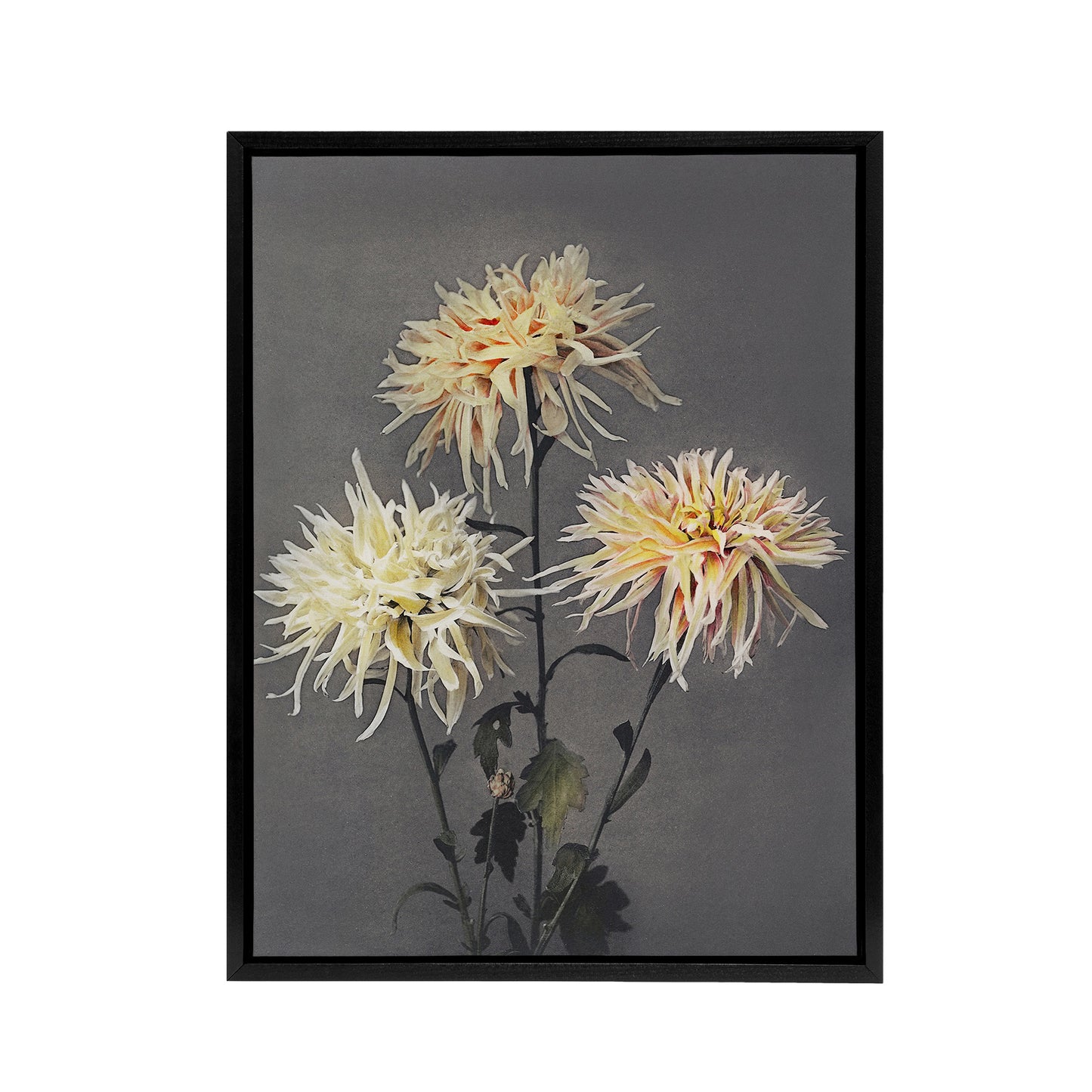 Chrysanthemums Vintage Floral Framed Canvas Wall Art Print Kazumasa