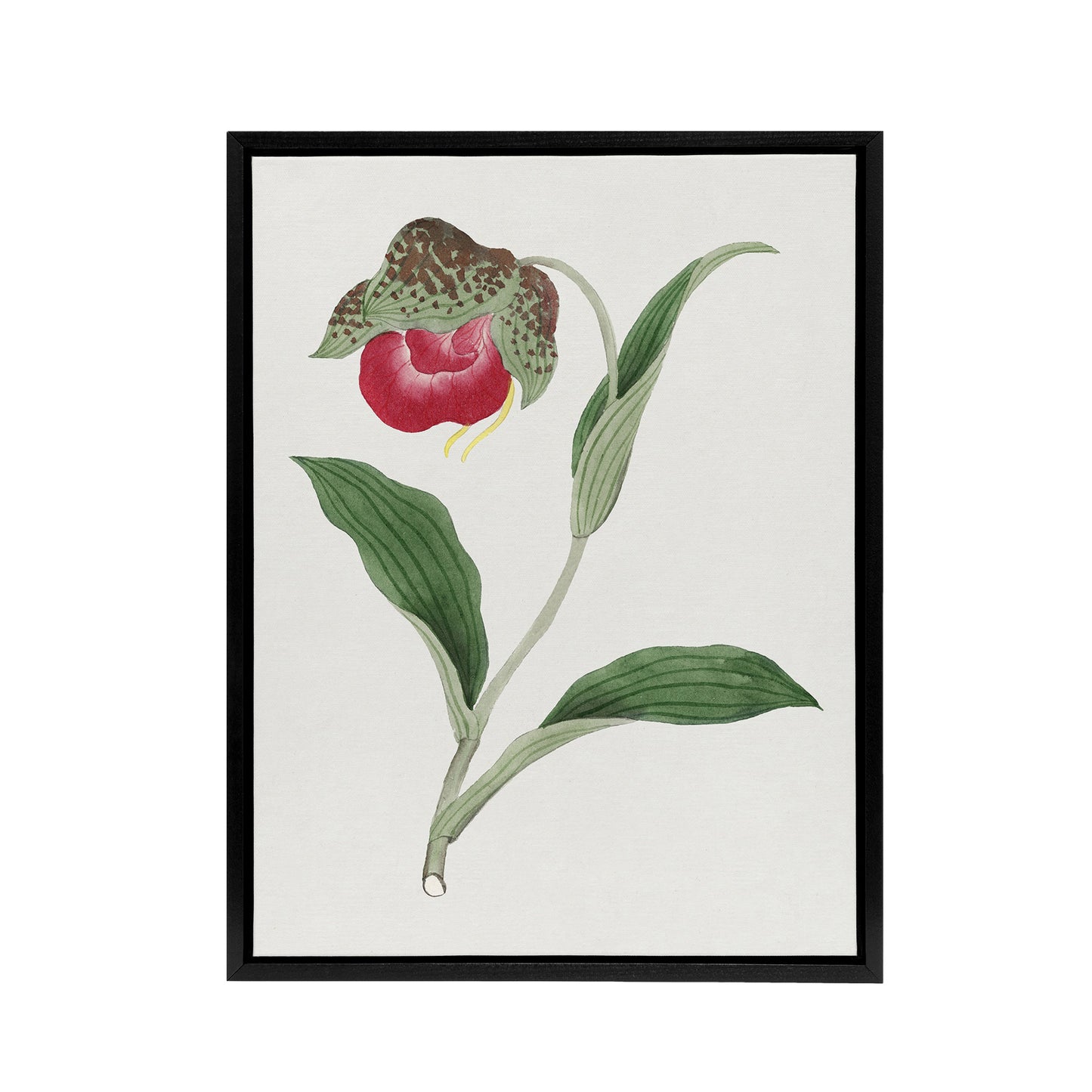 Orchid Flower Framed Canvas Wall Art Print Vintage Japanese Botanical