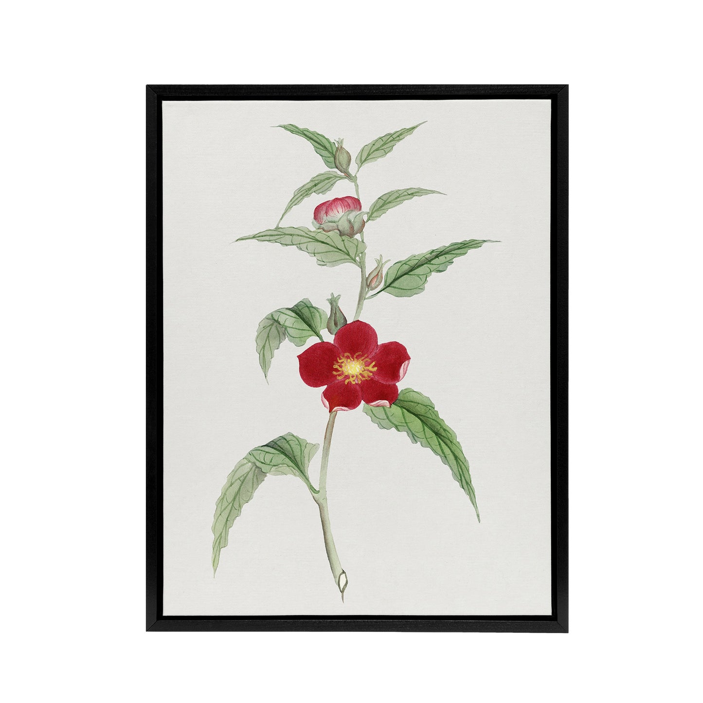 Pomegranate Flower Framed Canvas Wall Art Print Vintage Japan Botanical