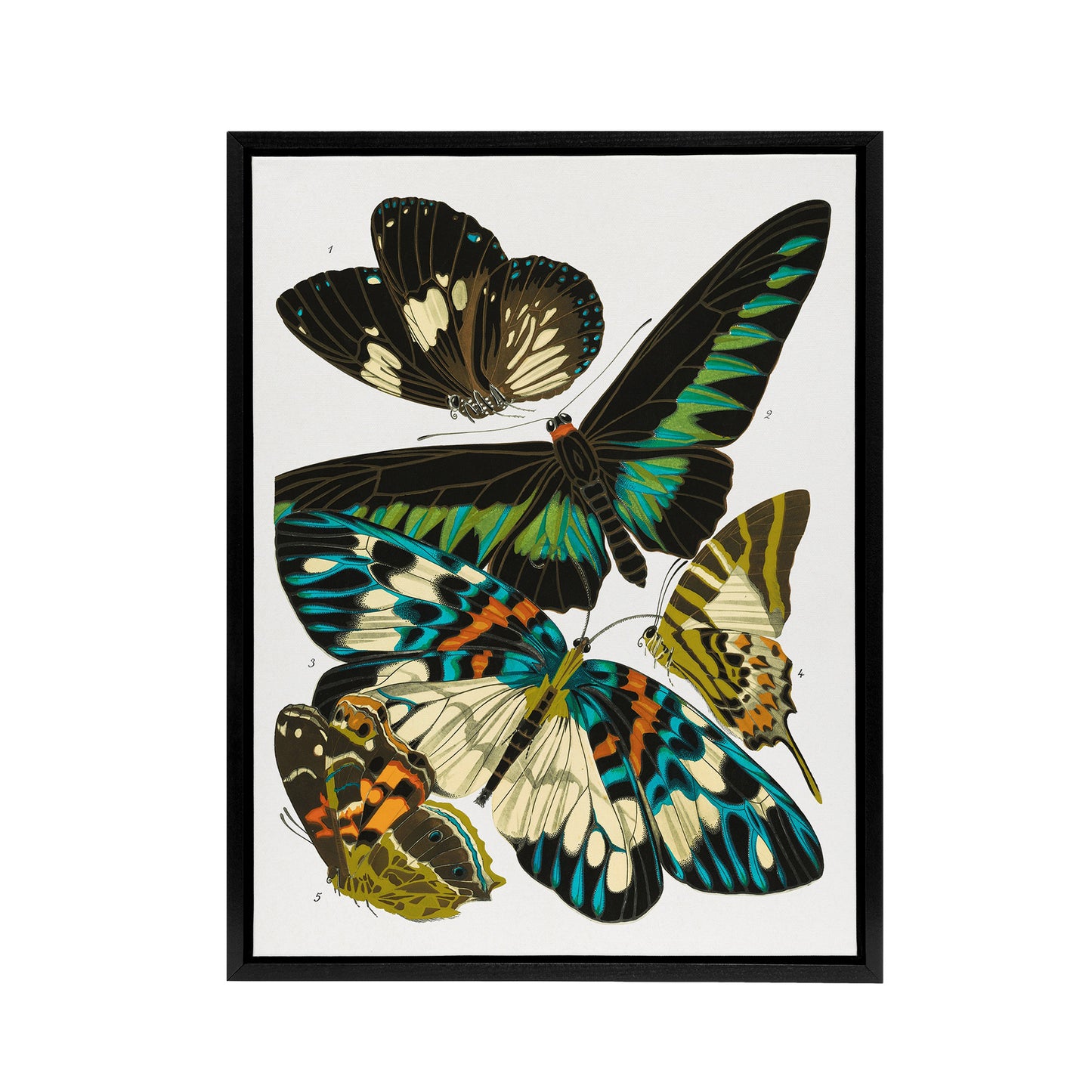 Vintage Butterflies Green Blue Framed Canvas Wall Art Print Eugene Seguy