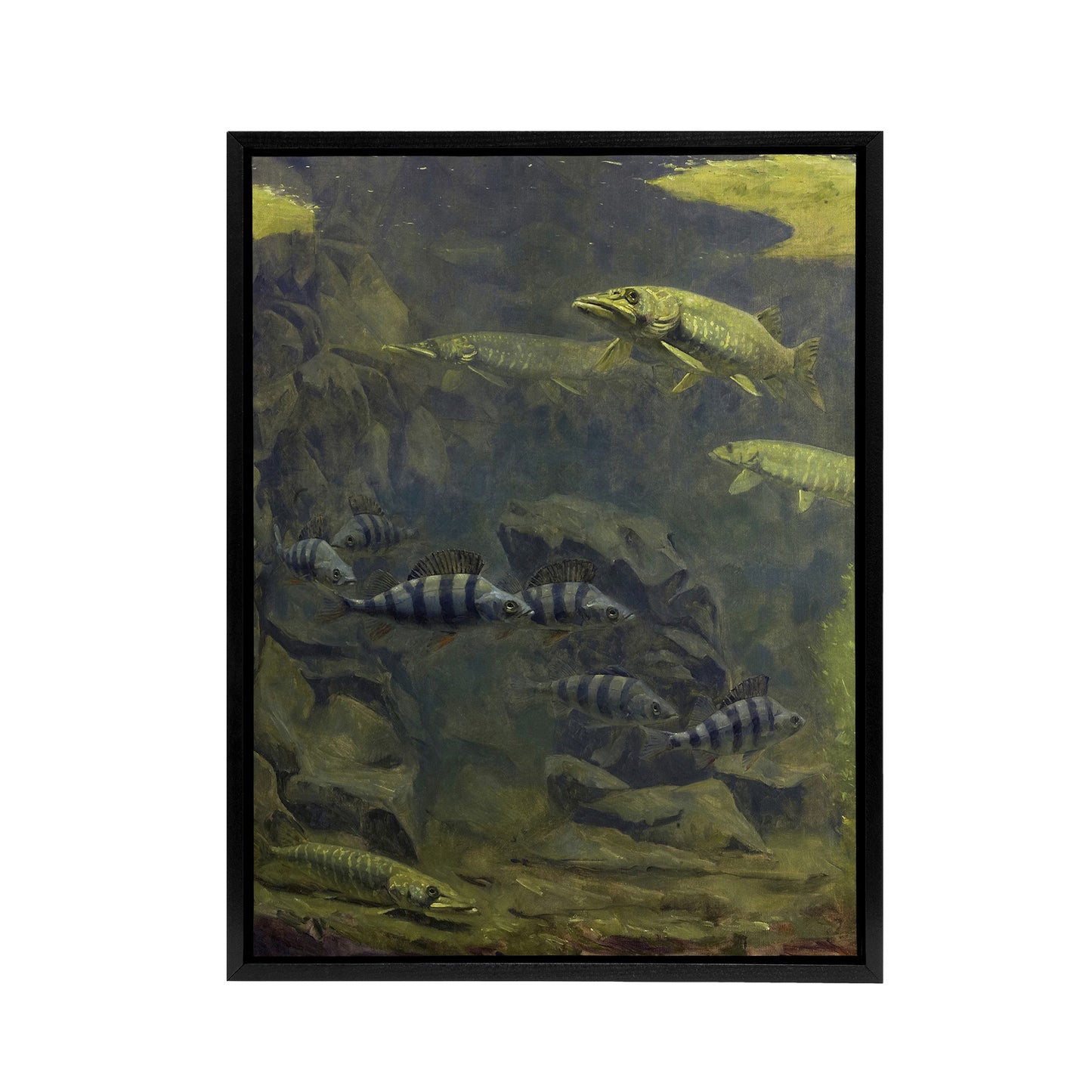 Pike and Perch Aquarium Framed Canvas Wall Art Print Gerrit Dijsselhof