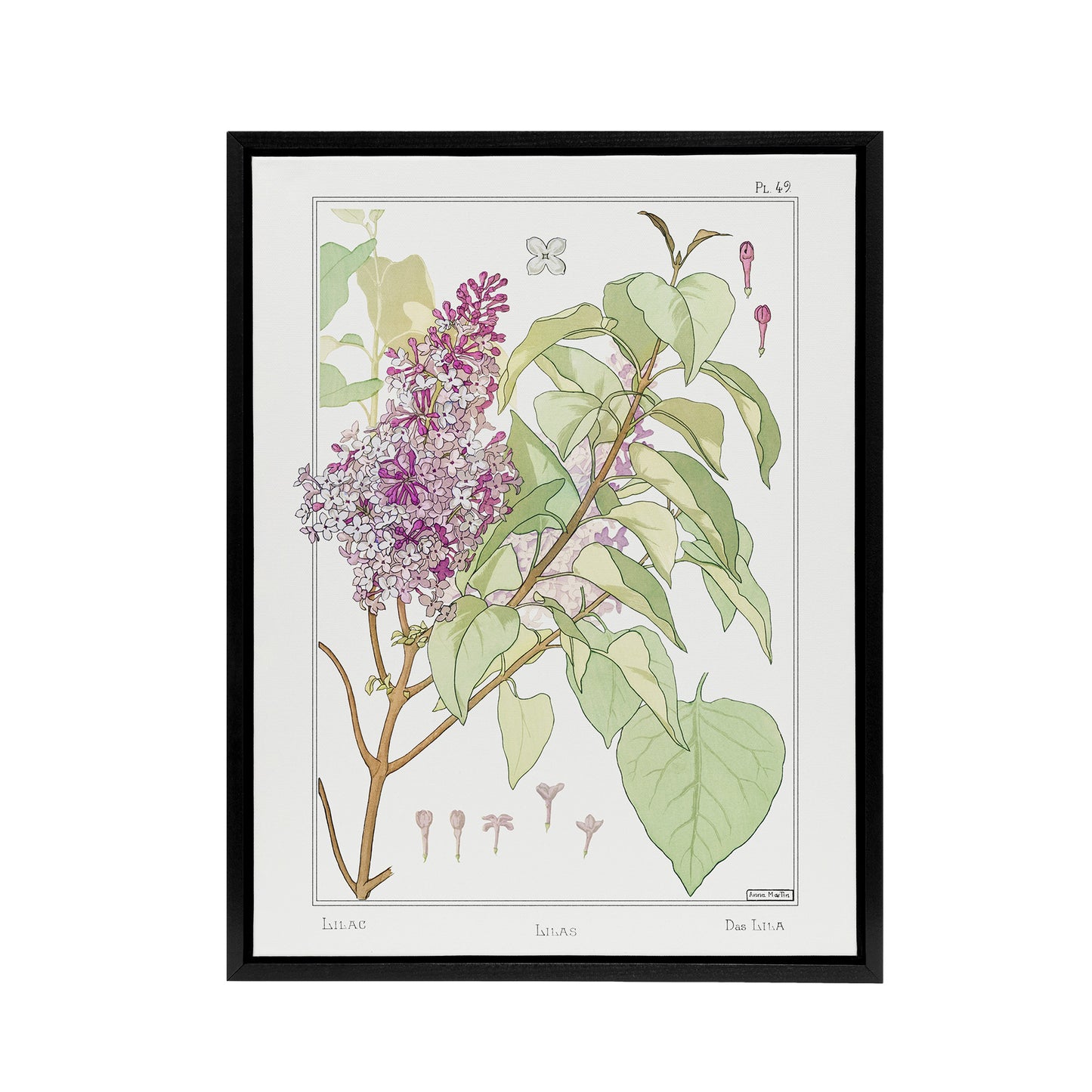 Lilac Flower Plant Framed Canvas Wall Art Print Vintage Floral Verneuil