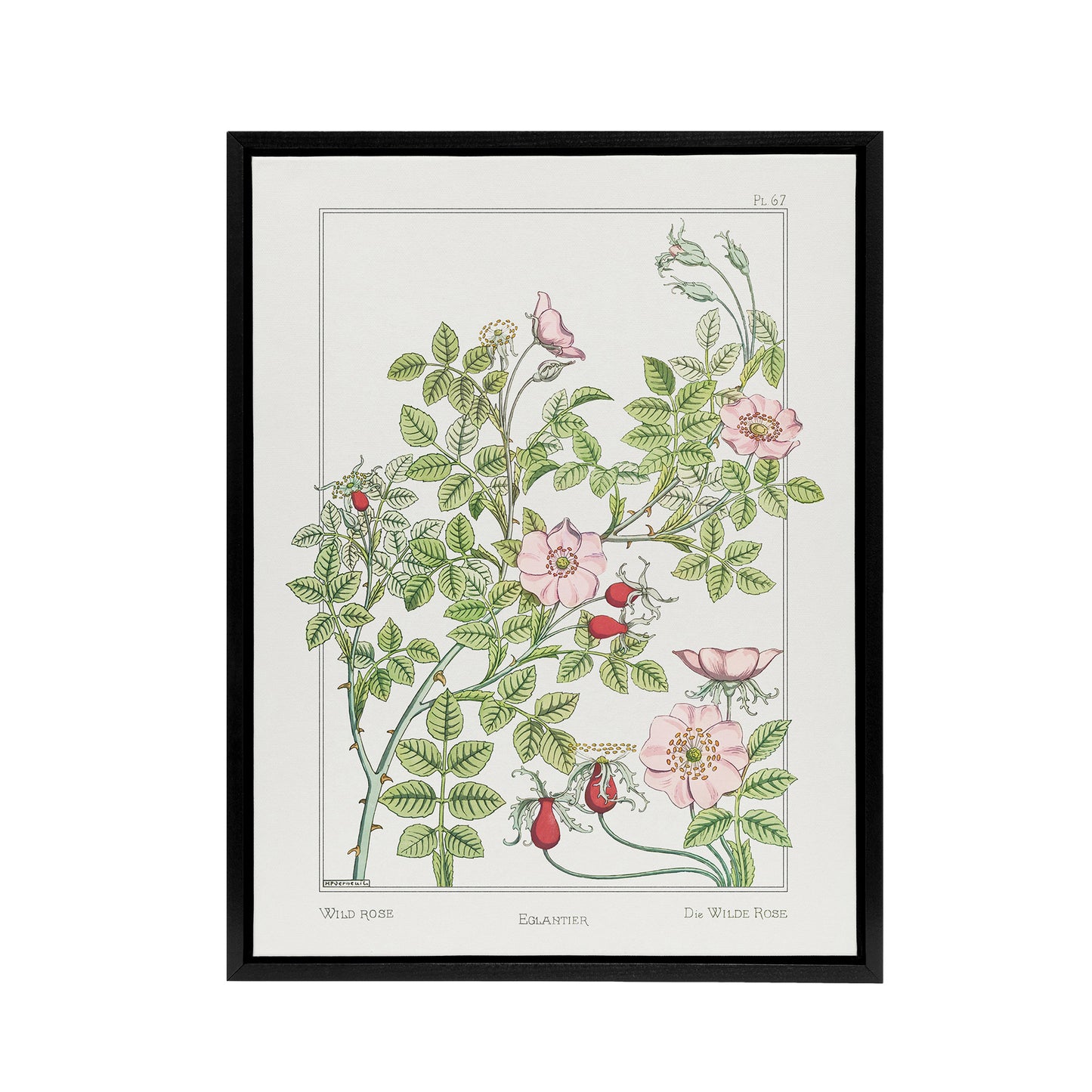 Wild Rose Flower Framed Canvas Wall Art Print Vintage Floral Verneuil