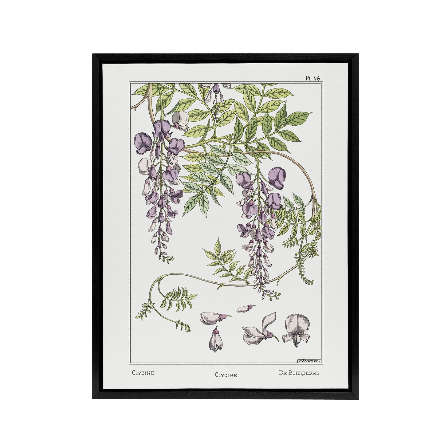 Wisteria Flower Framed Canvas Wall Art Print Vintage Floral Verneuil