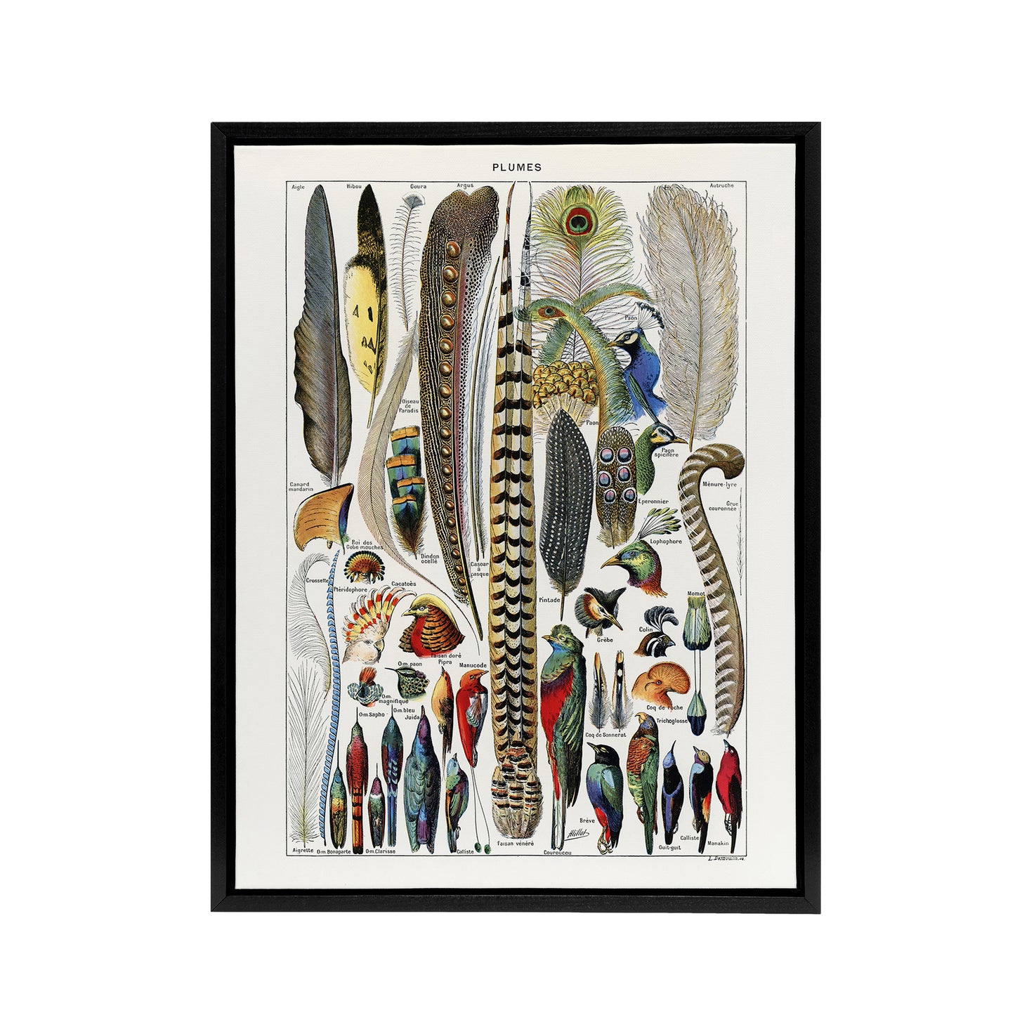 Plumes Exotic Bird Feathers Millot Vintage Black Framed Canvas Wall Art