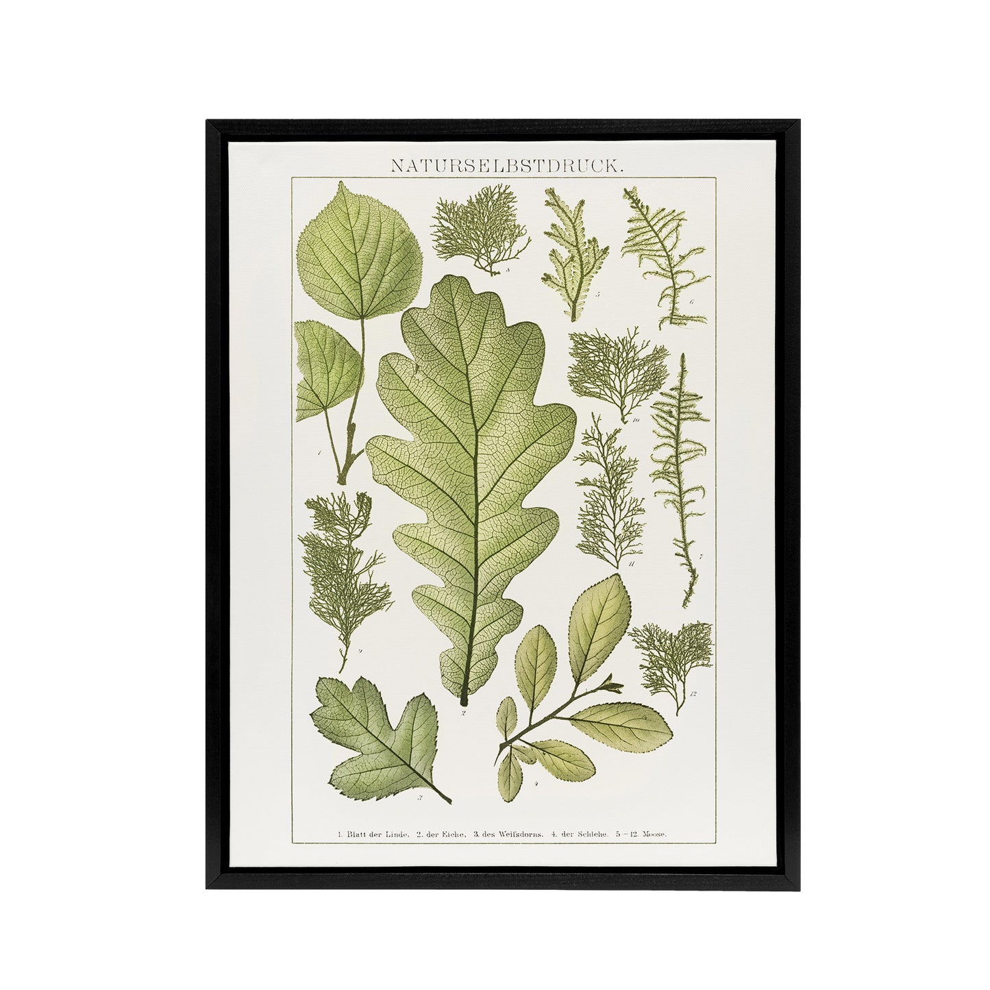 Plant Lover Leaves Brockhaus Lexikon Vintage Black Framed Canvas Wall Art