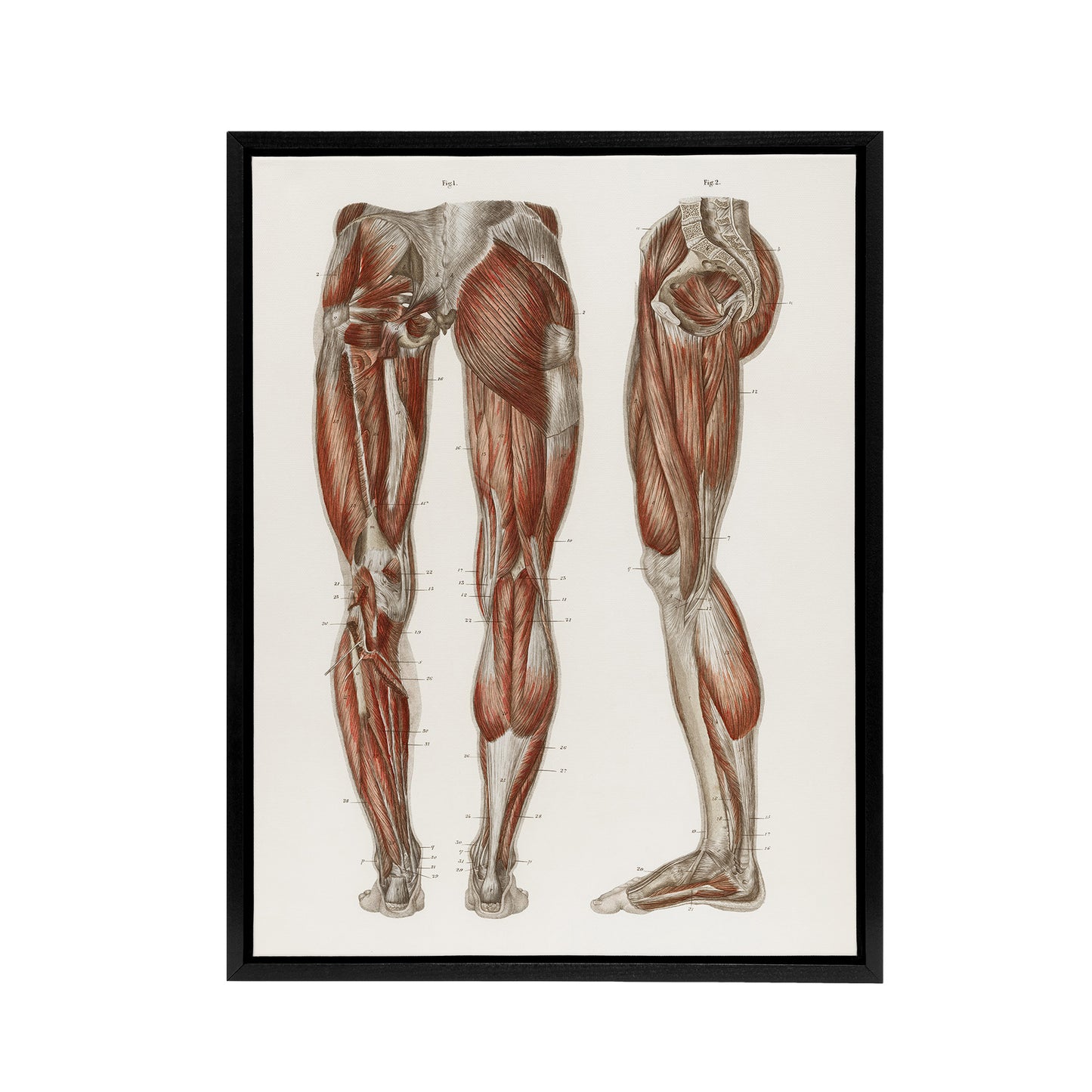 Leg and Feet Muscle Anatomy Bock Vintage Black Framed Canvas Wall Art