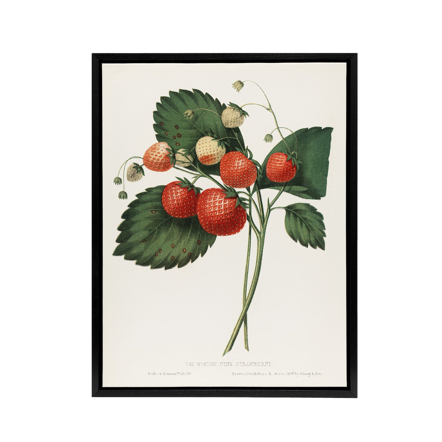 Boston Pine Strawberry Plant Hovey Vintage Black Framed Canvas Wall Art