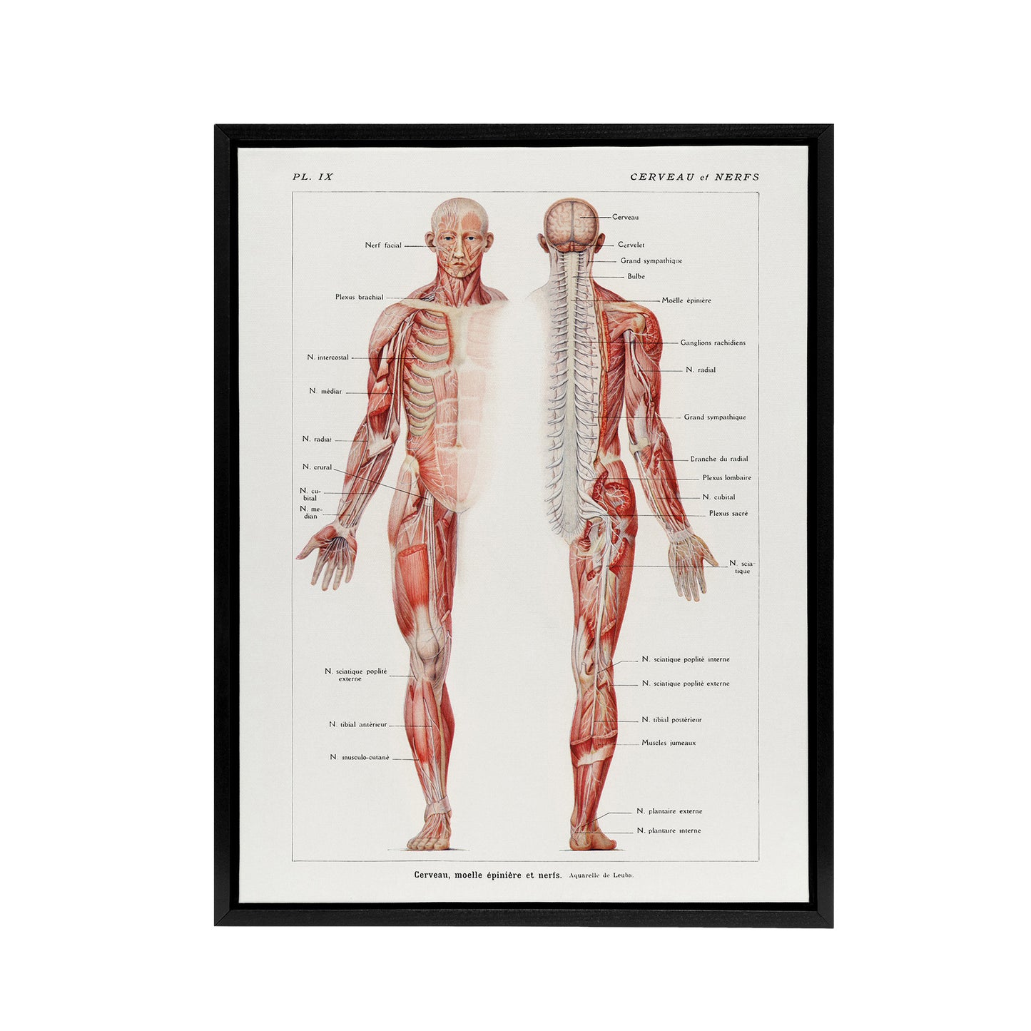 Human Nervous System Boissiere Vintage Black Framed Canvas Wall Art
