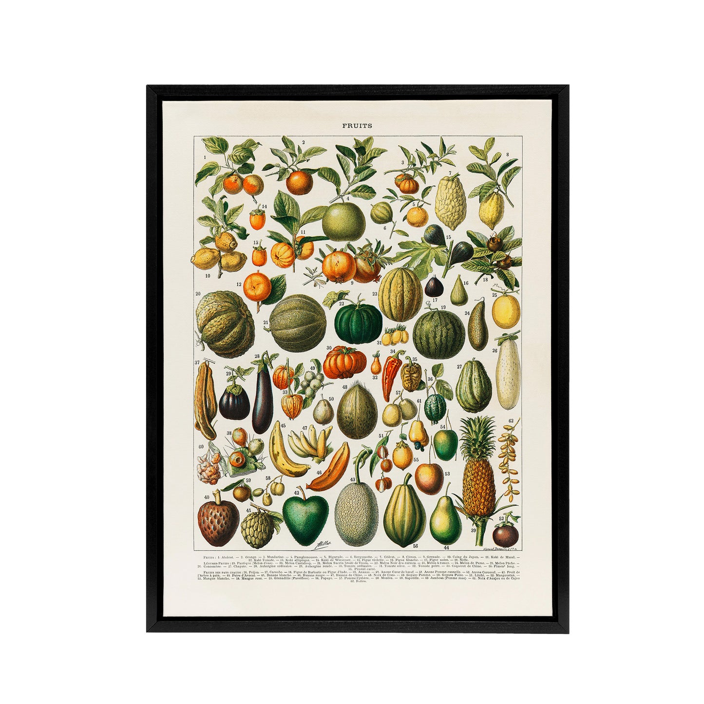 Fruits and Vegetables Vintage French Encyclopedia Framed Canvas Wall Art