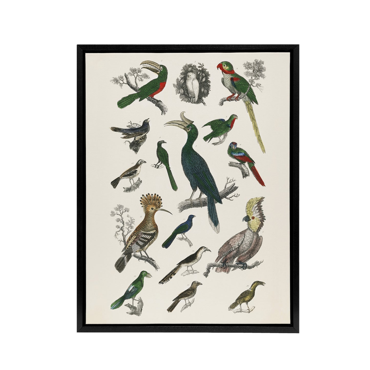 Various Birds Illustration Goldsmith Vintage Black Framed Canvas Wall Art