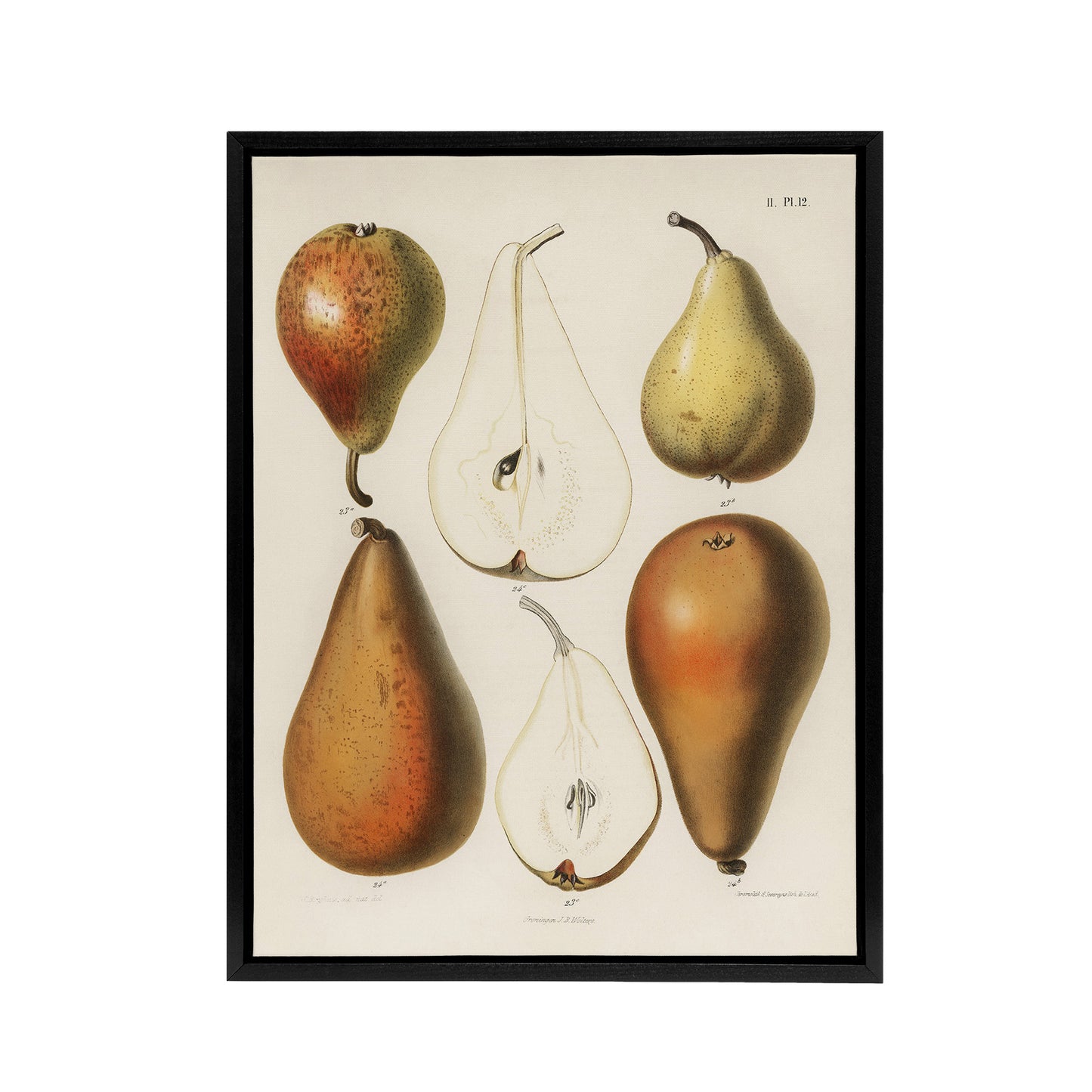 Fresh Pears Halved Fruit Berghuis Vintage Black Framed Canvas Wall Art