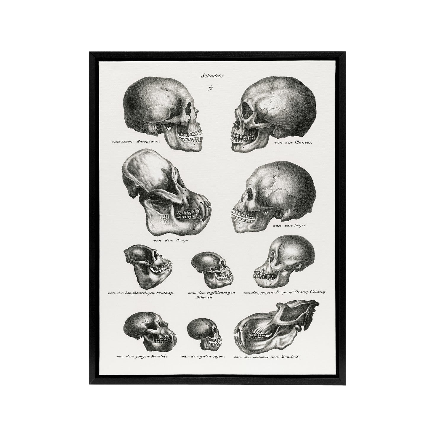 Human Monkey and Ape Skulls Visser Vintage Black Framed Canvas Wall Art