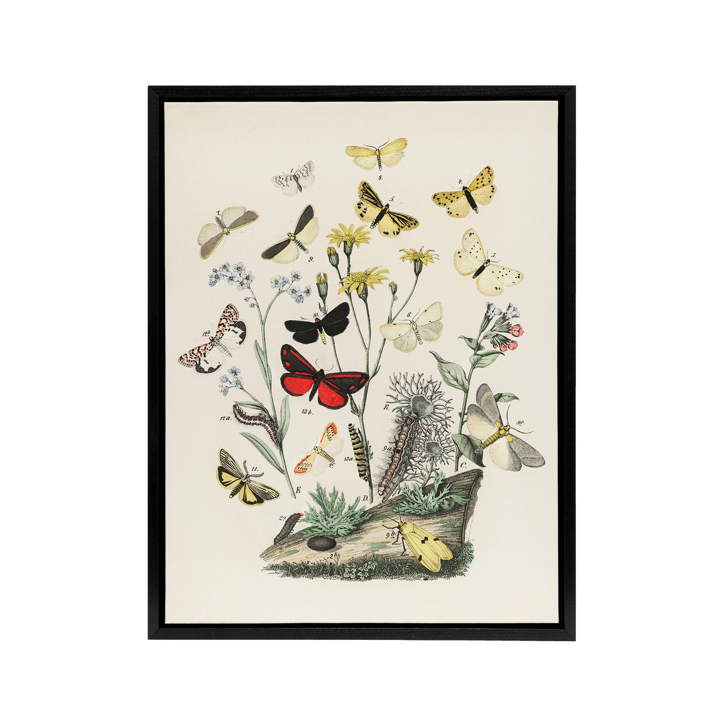 Small Butterflies Caterpillars Kirby Vintage Black Framed Canvas Wall Art