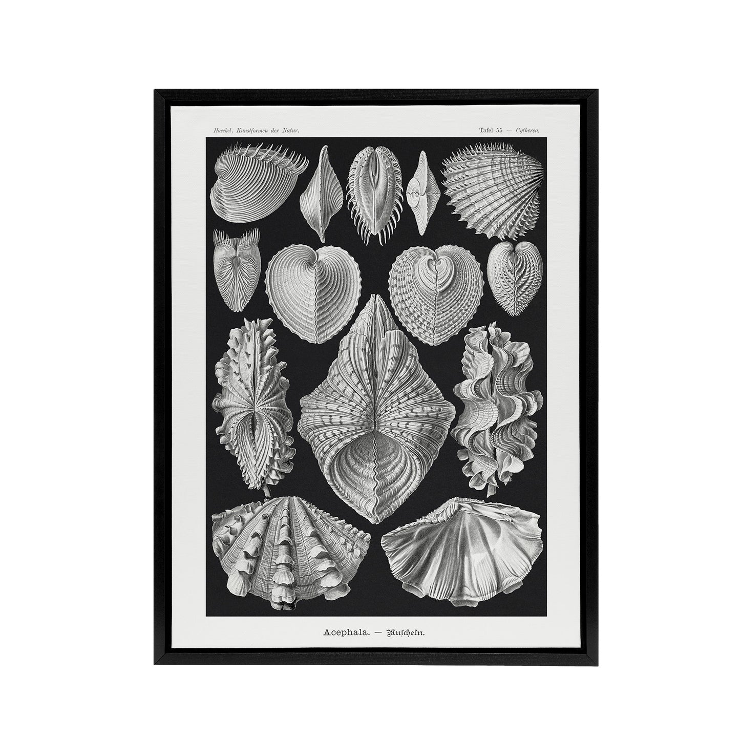Mollusks Clams Oysters Haeckel Botanical Black Framed Canvas Wall Art