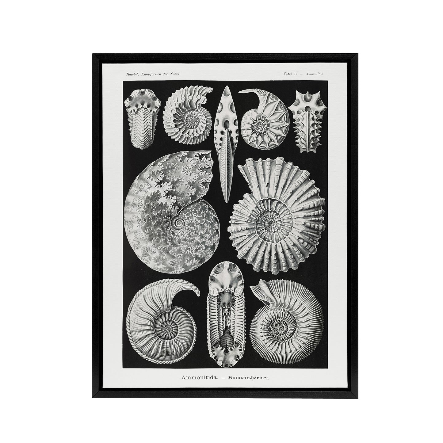 Ammonite Fossil Cephalopods Haeckel Botanical Framed Canvas Wall Art