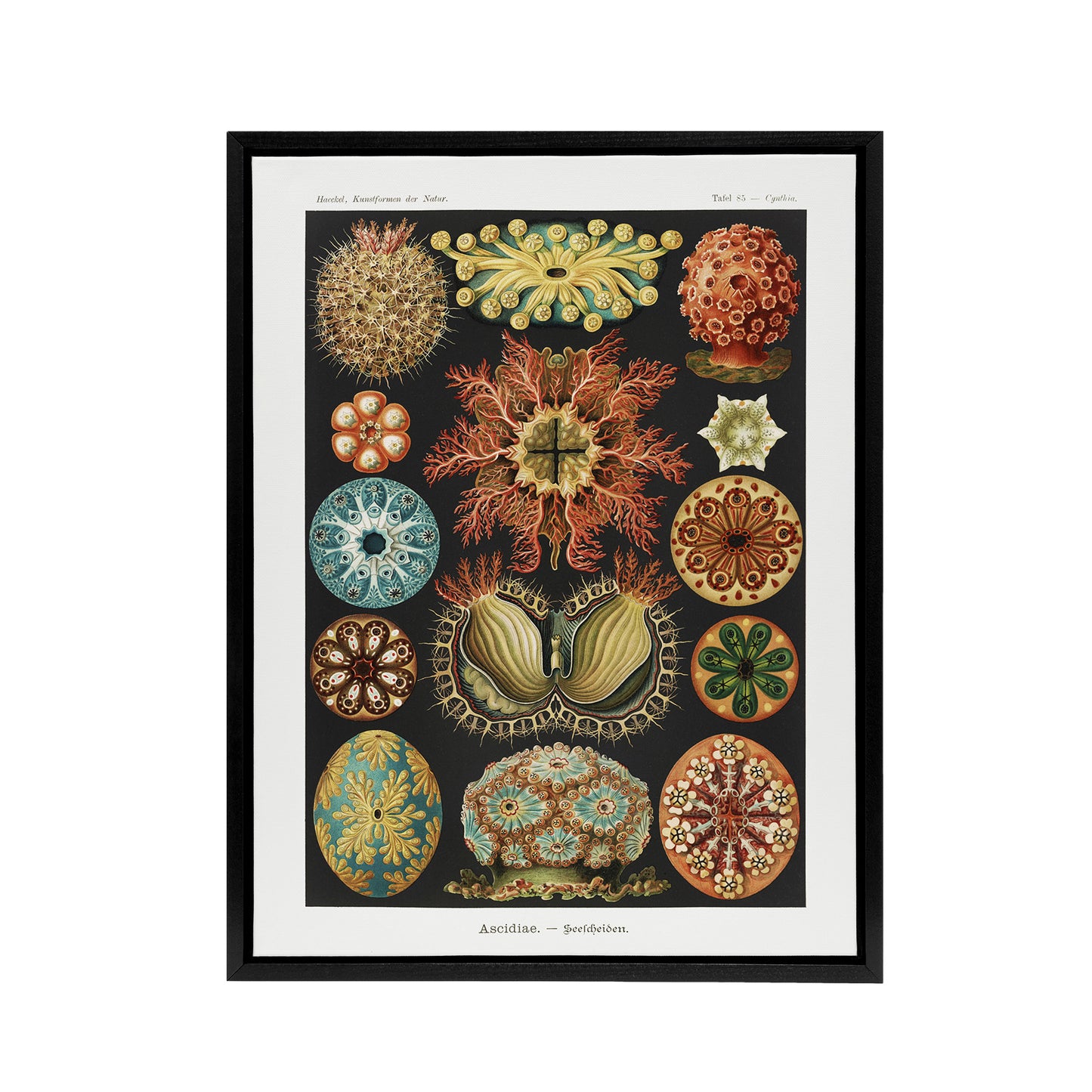 Ascidiae Colourful Marine Life Haeckel Botanical Framed Canvas Wall Art