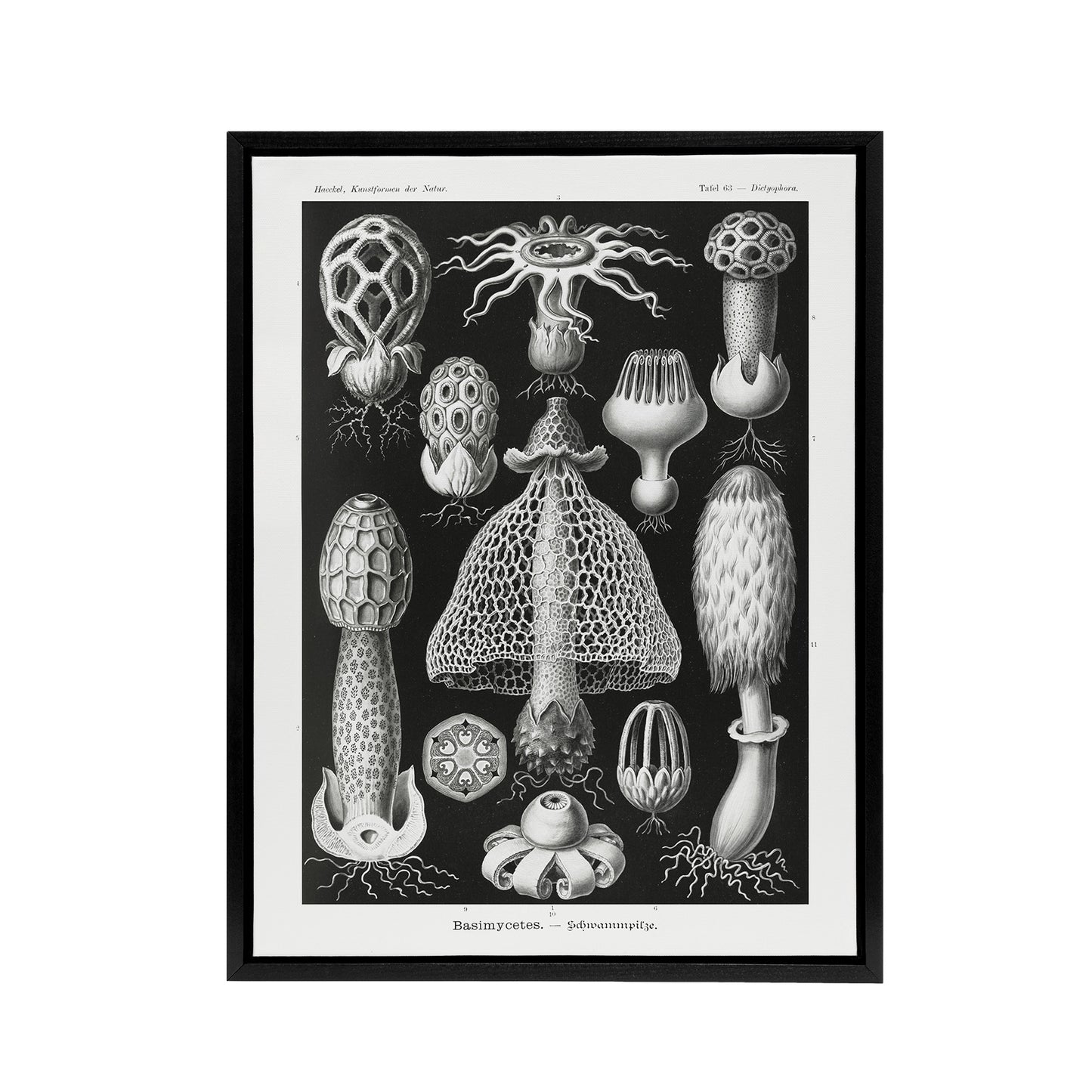 Basidiomycetes Fungi Species Vintage Haeckel Black Framed Canvas Wall Art