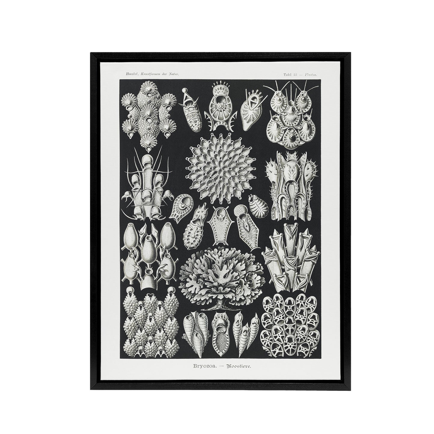 Bryozoa Aquatic invertebrates Haeckel Botanical Framed Canvas Wall Art