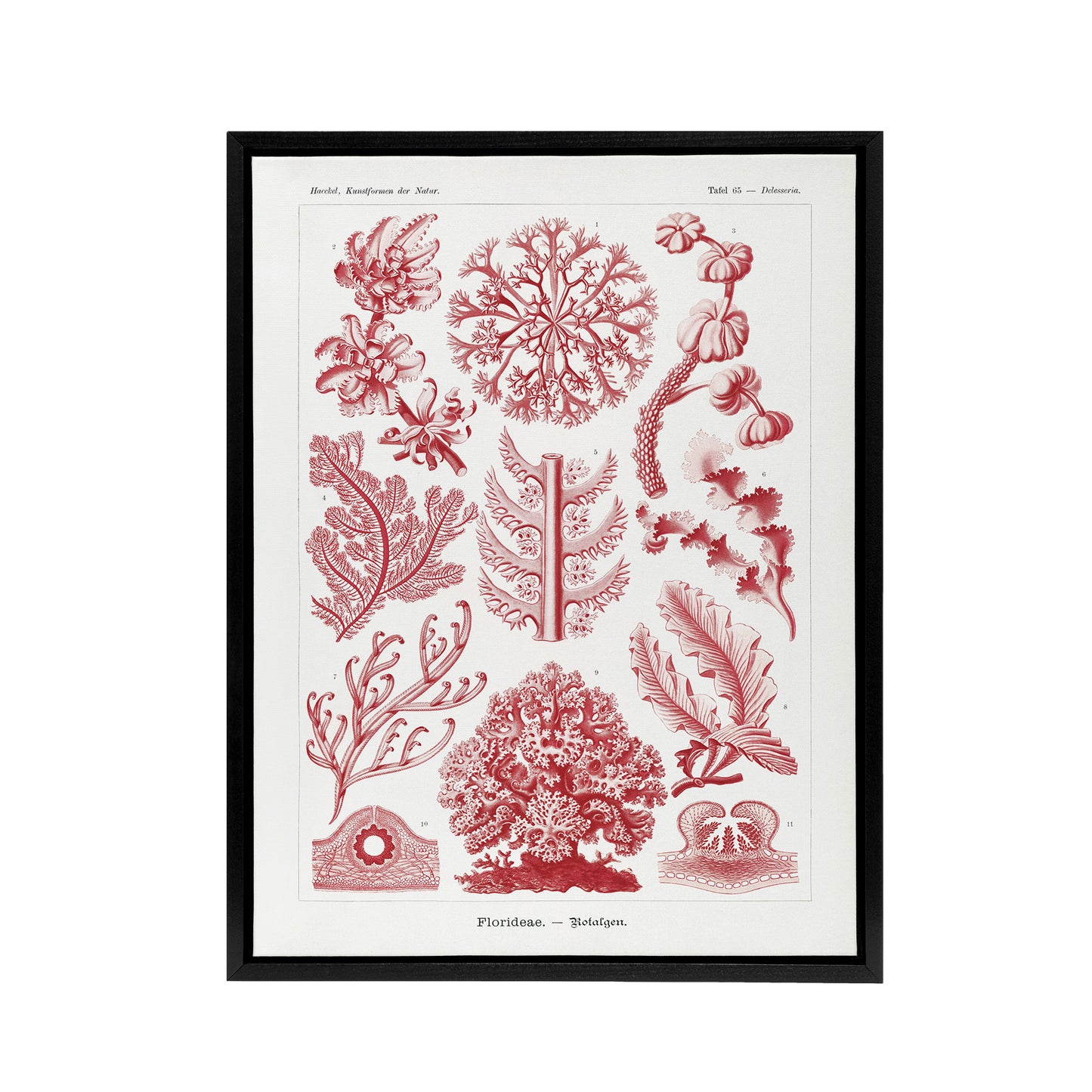 Florideophyceae Red Algae Haeckel Botanical Black Framed Canvas Wall Art