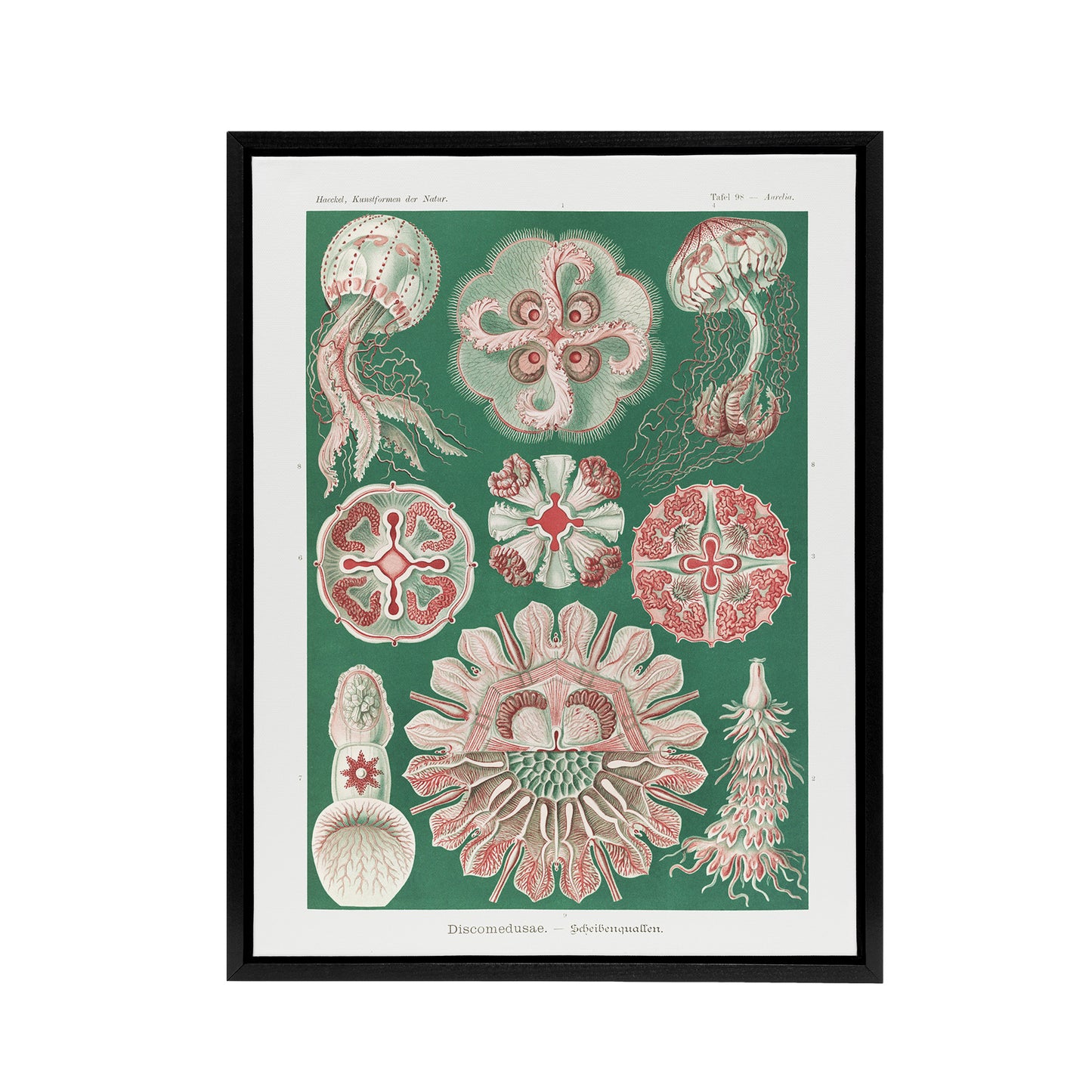 Green Pink Vintage Jellyfish Haeckel Botanical Framed Canvas Wall Art