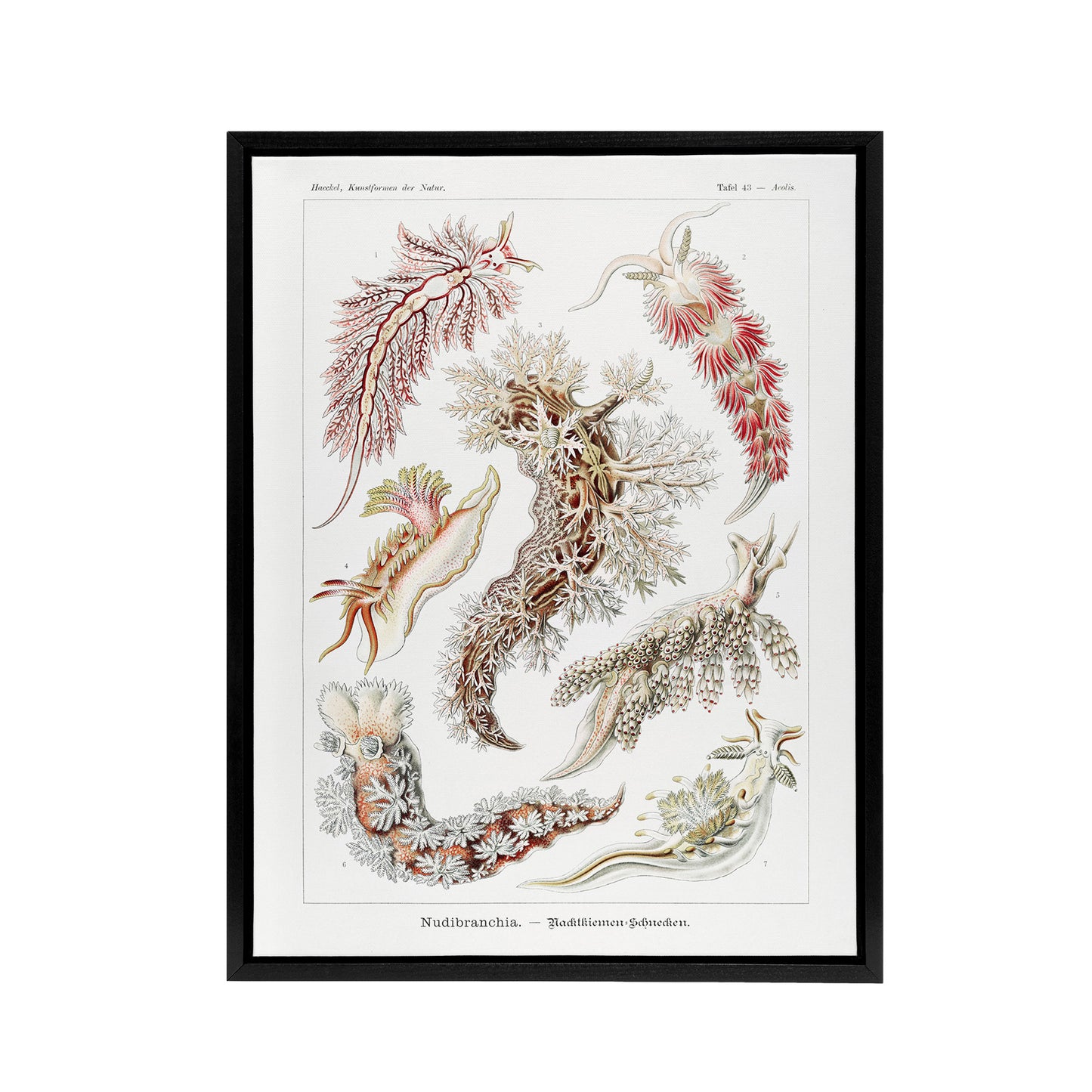 Nudibranch Sea Slug Molluscs Haeckel Botanical Framed Canvas Wall Art