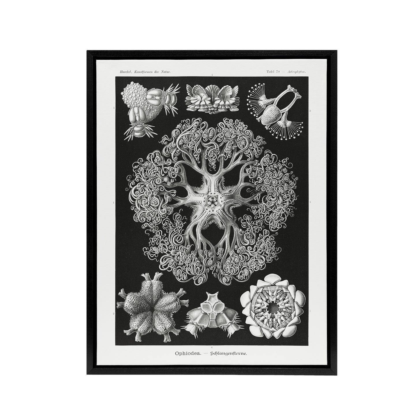 Ophiodea Brittle Stars Haeckel Botanical Black Framed Canvas Wall Art