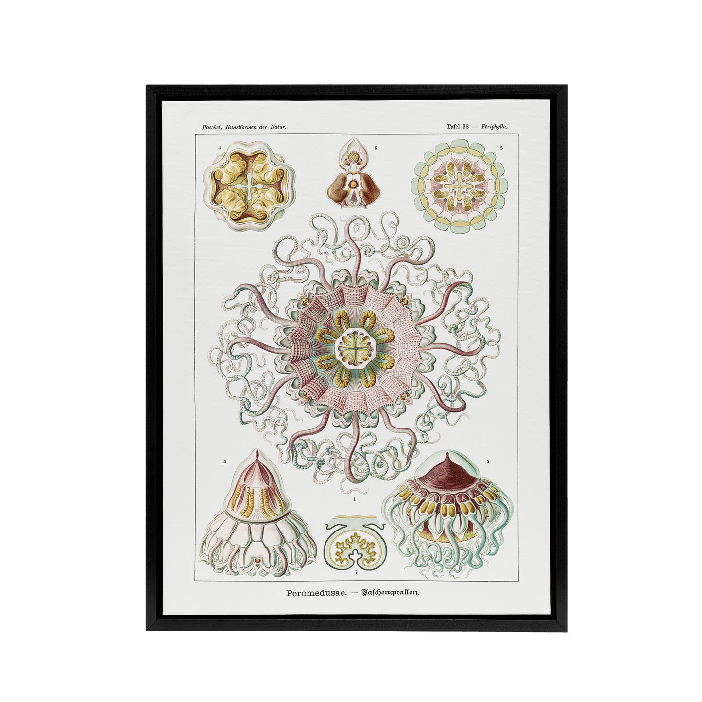 Vintage Jellyfish Ocean Marine Haeckel Botanical Framed Canvas Wall Art