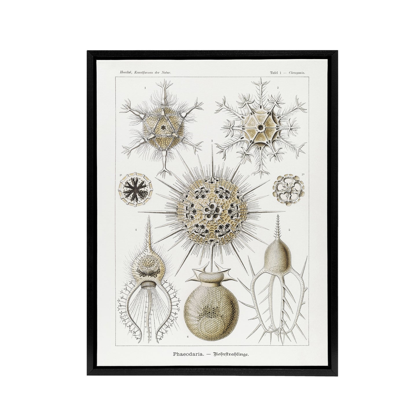 Phaeodaria Amoeba Vintage Haeckel Botanical Black Framed Canvas Wall Art
