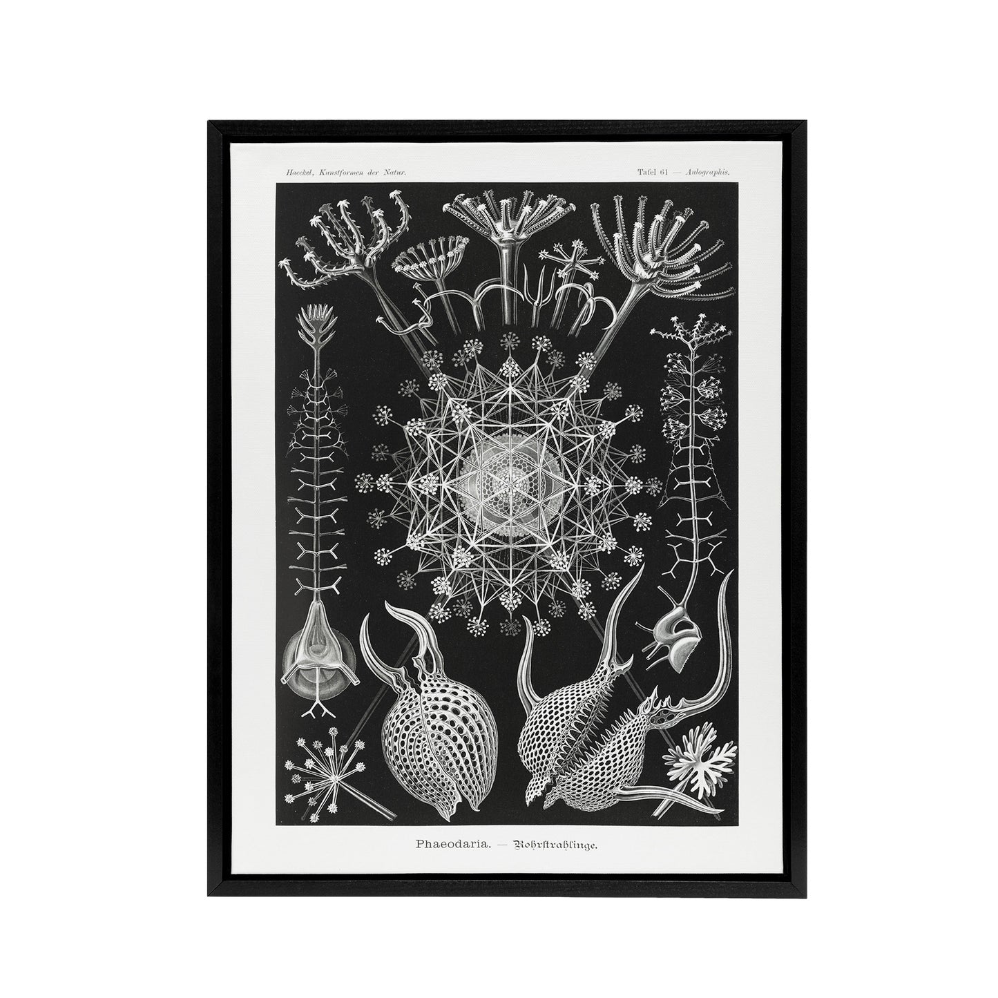 Phaeodaria Marine Life Haeckel Botanical Black Framed Canvas Wall Art