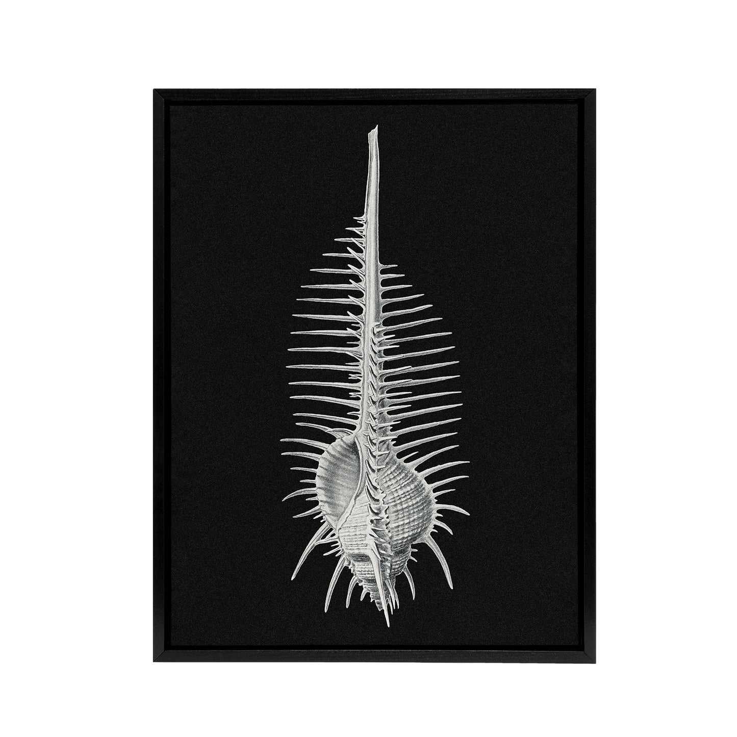 Sea Shell Sketch on Black Haeckel Botanical Black Framed Canvas Wall Art