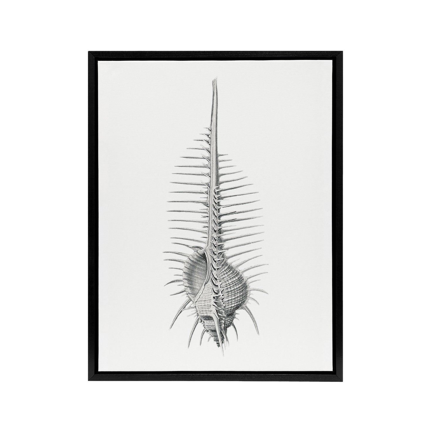 Murex Shell Seashell Drawing Haeckel Botanical Framed Canvas Wall Art