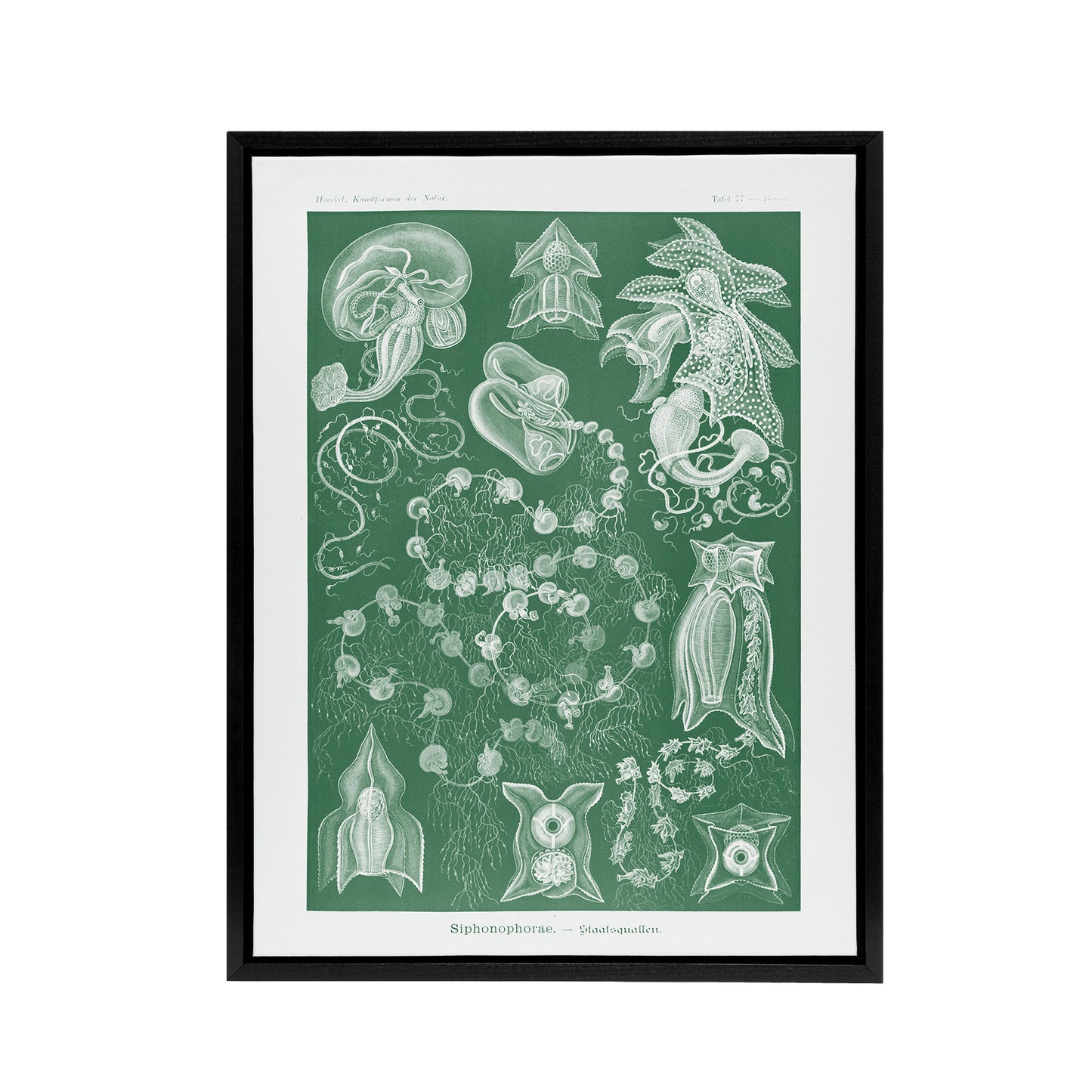 Siphonophorae Vintage Marine Haeckel Botanical Framed Canvas Wall Art