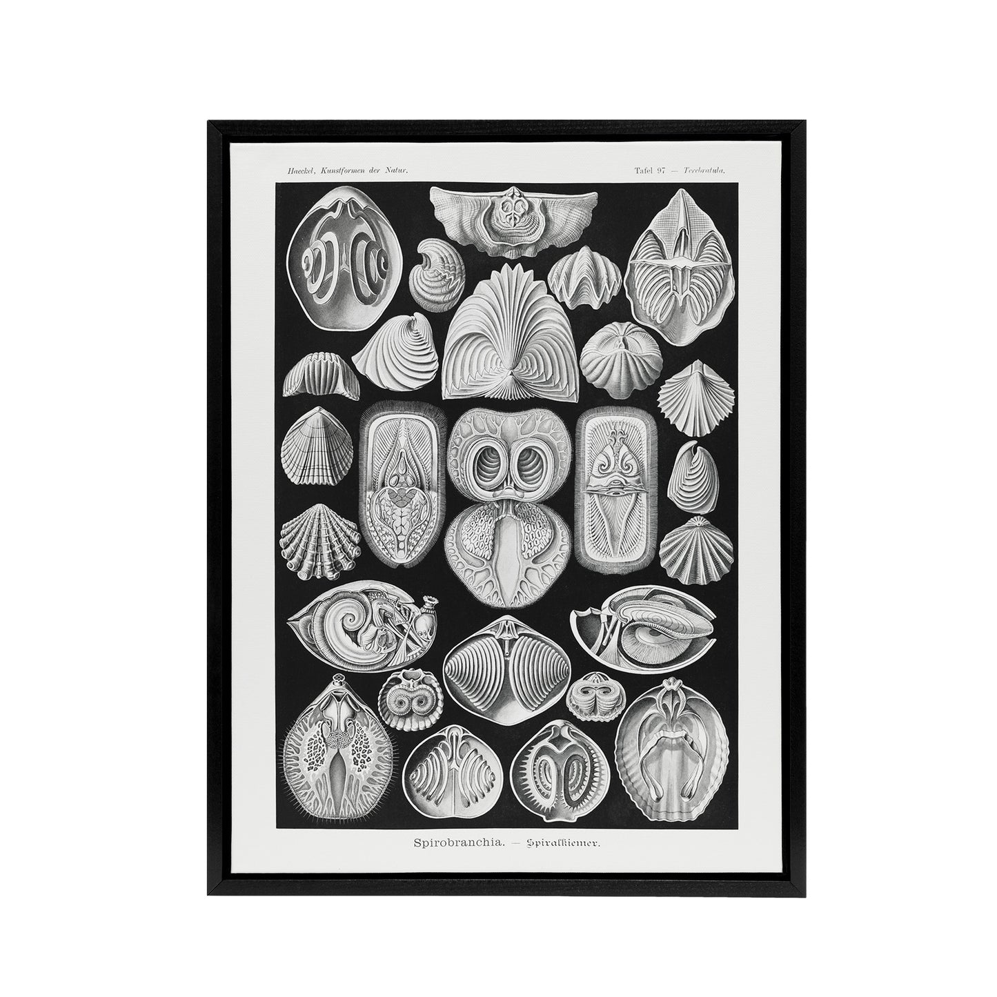 Spirobranchus Vintage Marine Life Haeckel Black Framed Canvas Wall Art