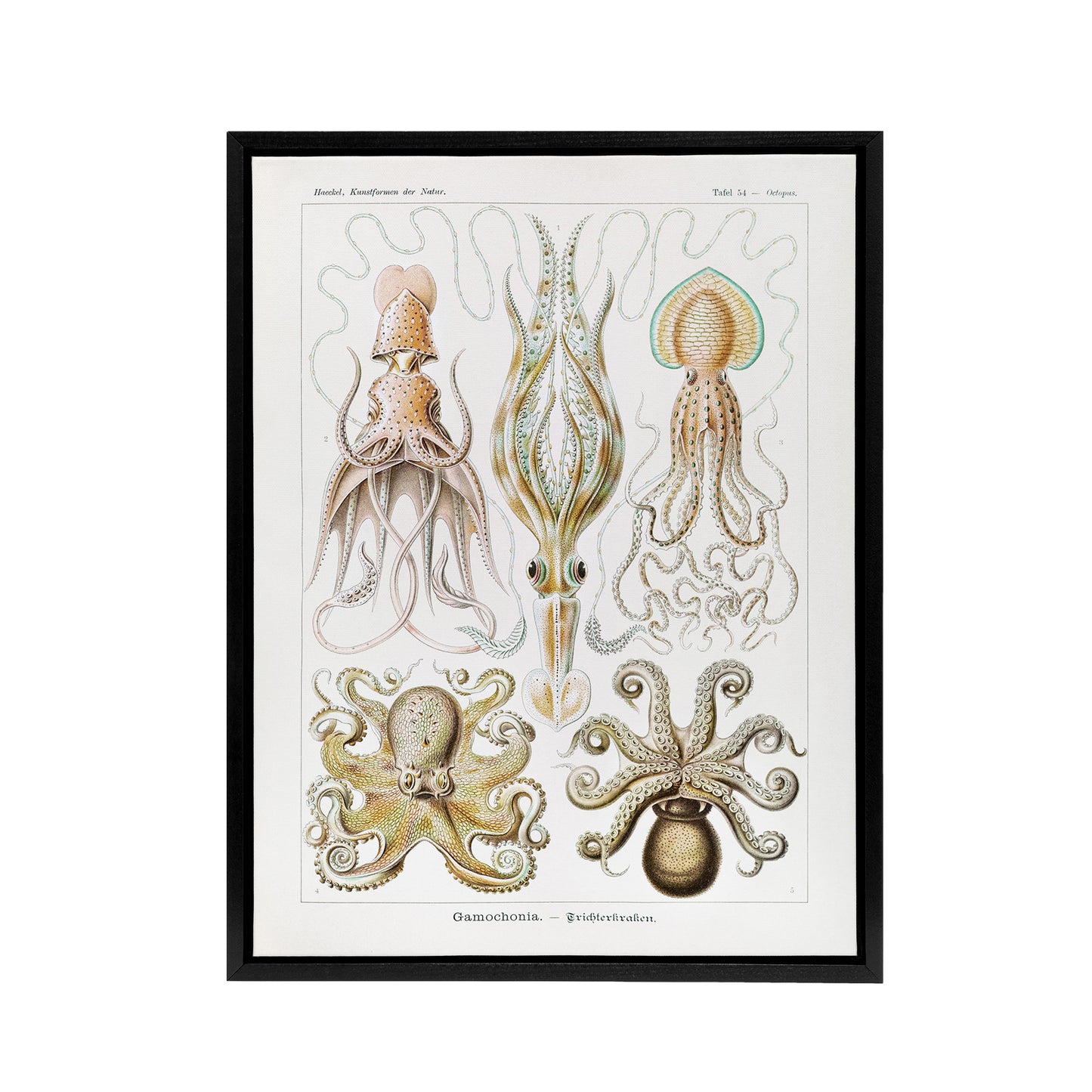 Squid and Octopus Vintage s Haeckel Botanical Framed Canvas Wall Art