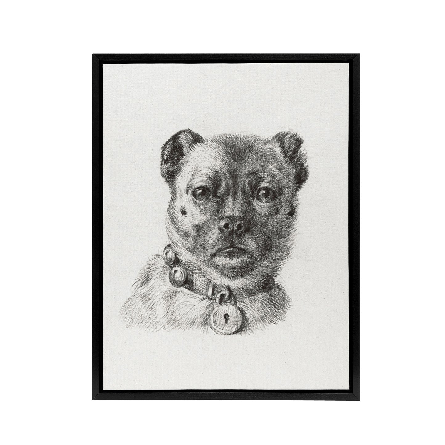 Dog head with a Collar Pencil Drawing Bernard Framed Canvas Wall Art