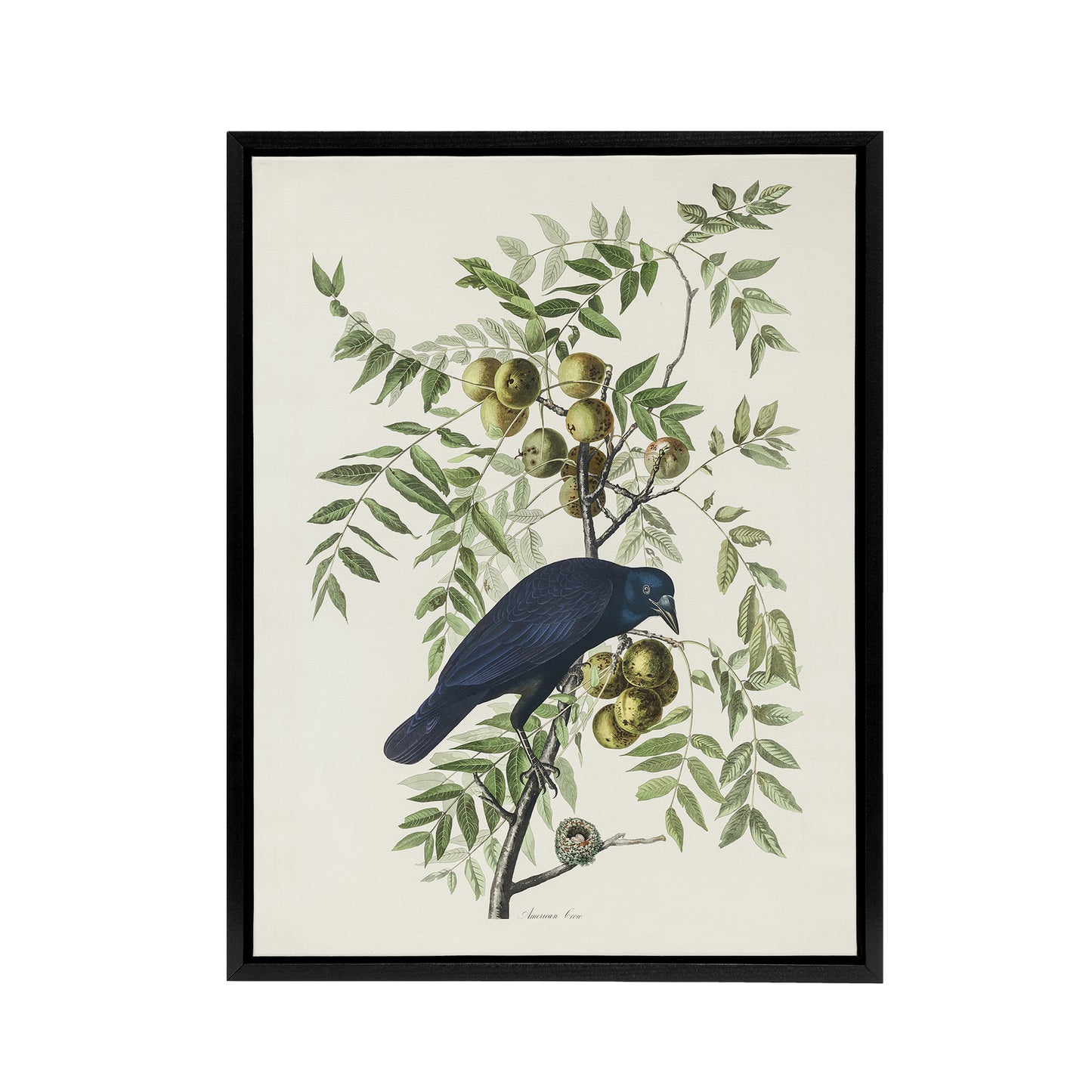 American Crow on Walnut Tree Audubon Nature Black Framed Canvas Wall Art